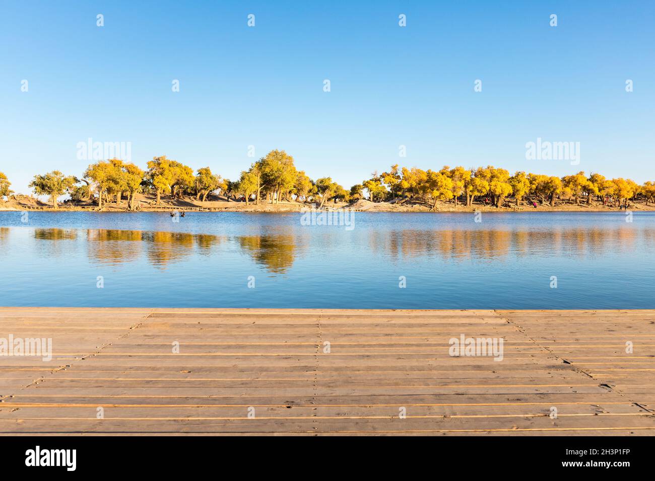 Scenario autunnale della foresta di populus eufratica Foto Stock