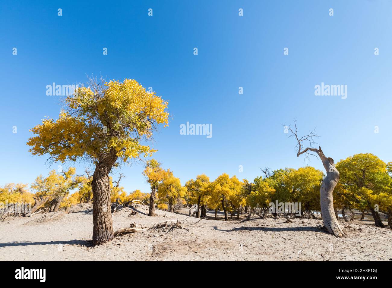 Foresta di Populus euphratica in ejina Foto Stock