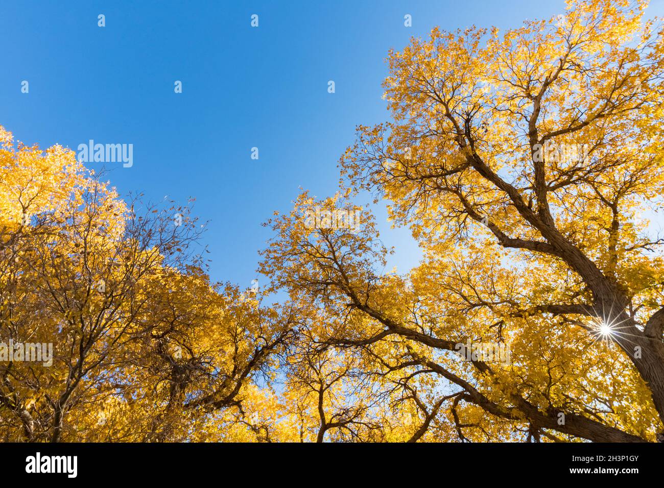 Foresta di populus euphratica contro un cielo blu Foto Stock