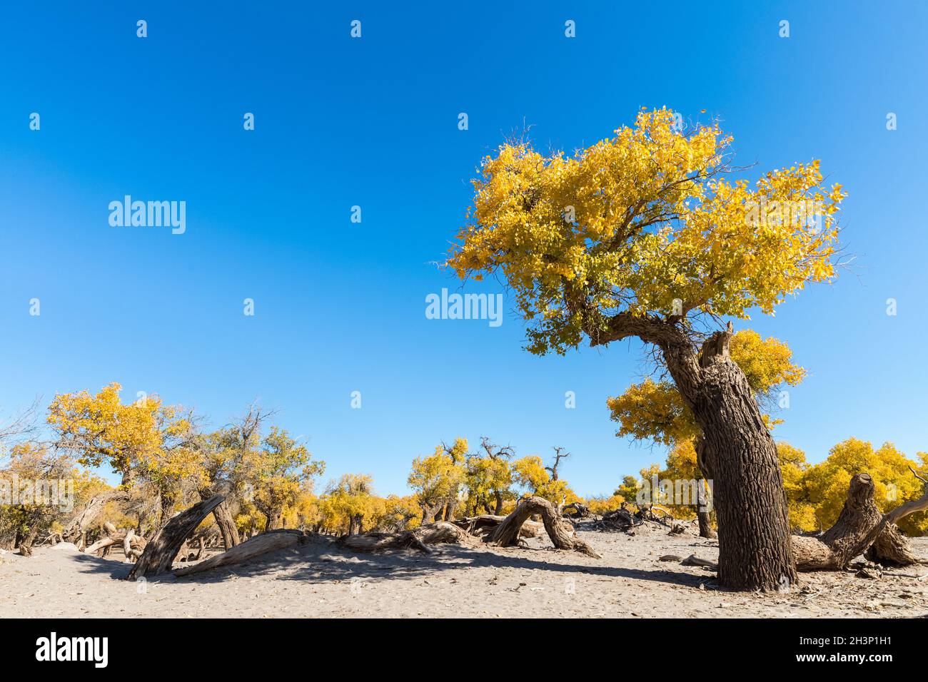 Populus diversifolia contro un cielo blu Foto Stock