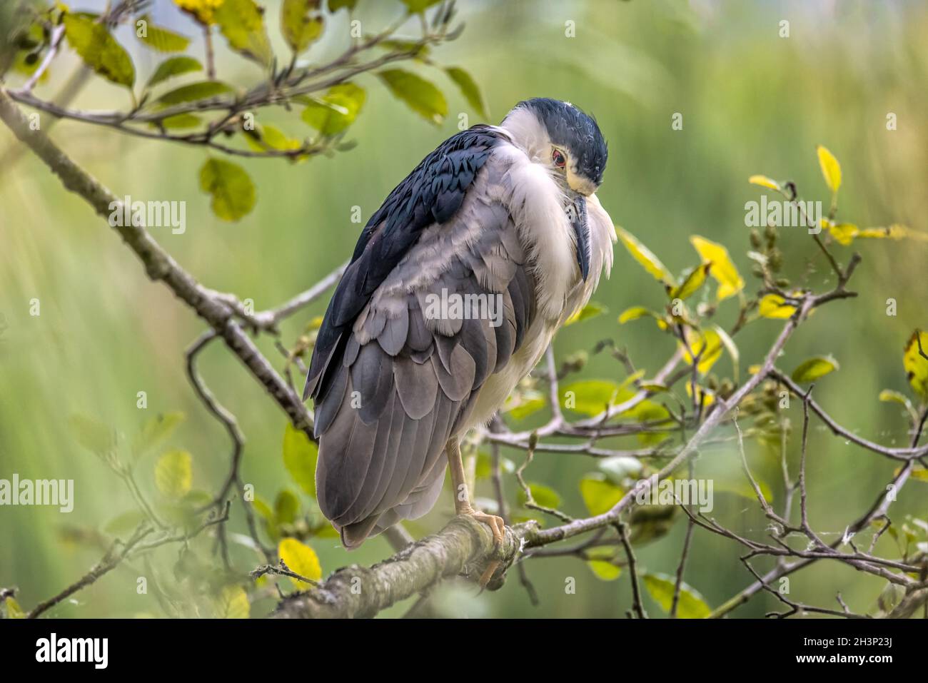 Nero - Crowned Heron notte arroccato in un albero Foto Stock