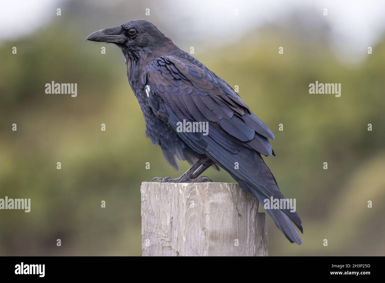 Un ritratto di un Raven selvaggio nella California del Nord, Stati Uniti Foto Stock