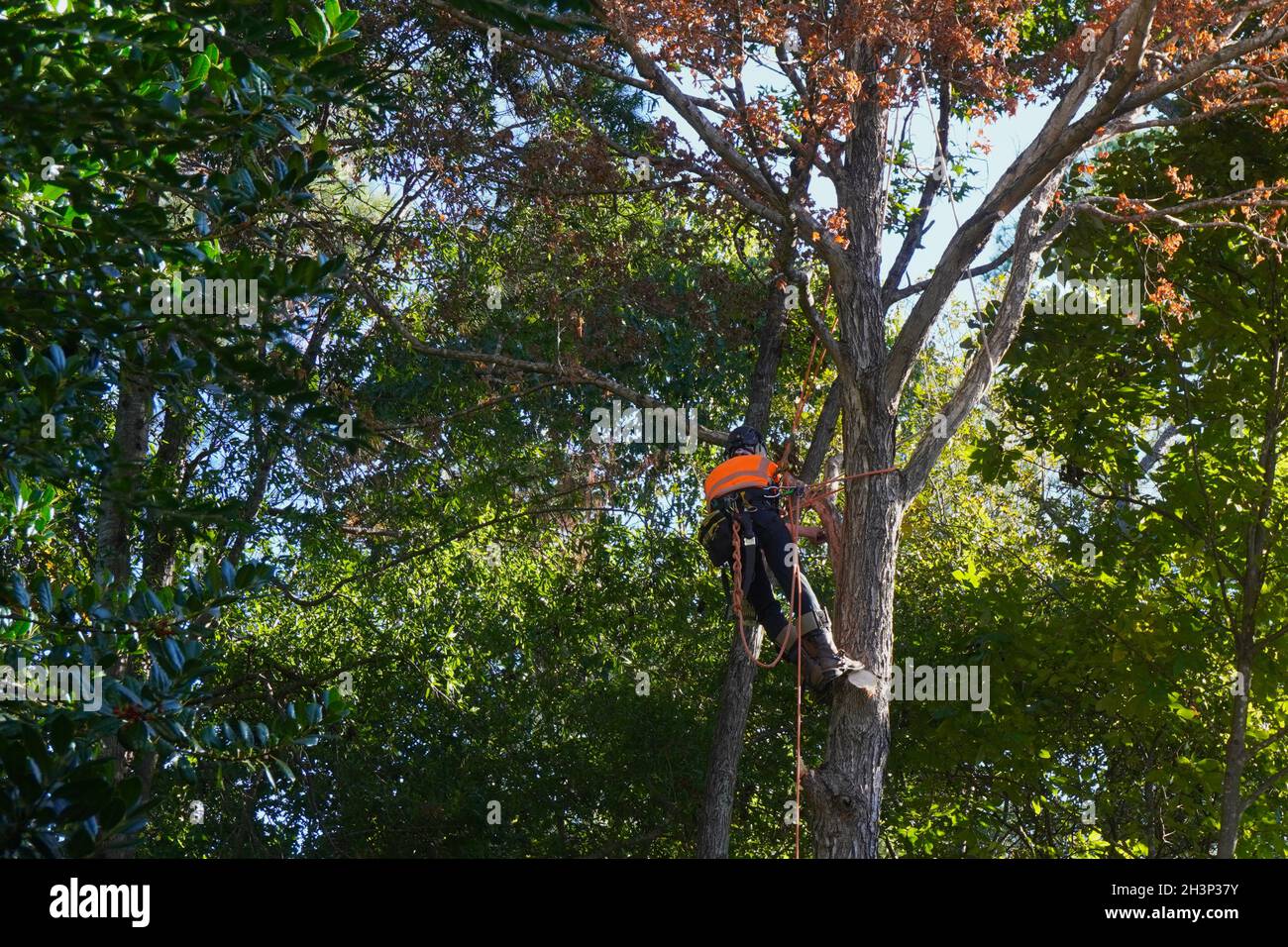 Arborista che arrampica un albero morto in preparazione per la rimozione dell'albero Foto Stock