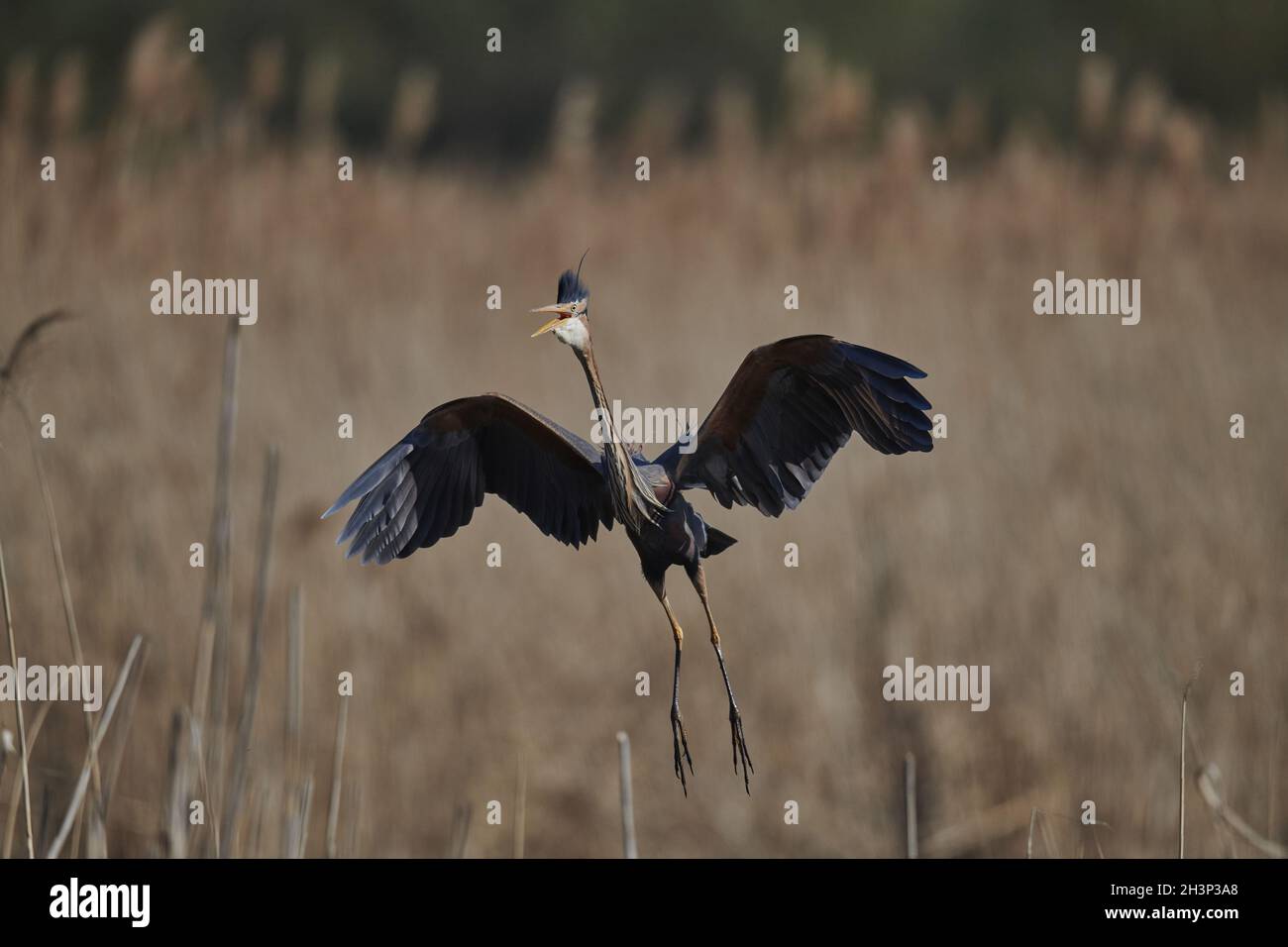 Airone rosso Foto Stock