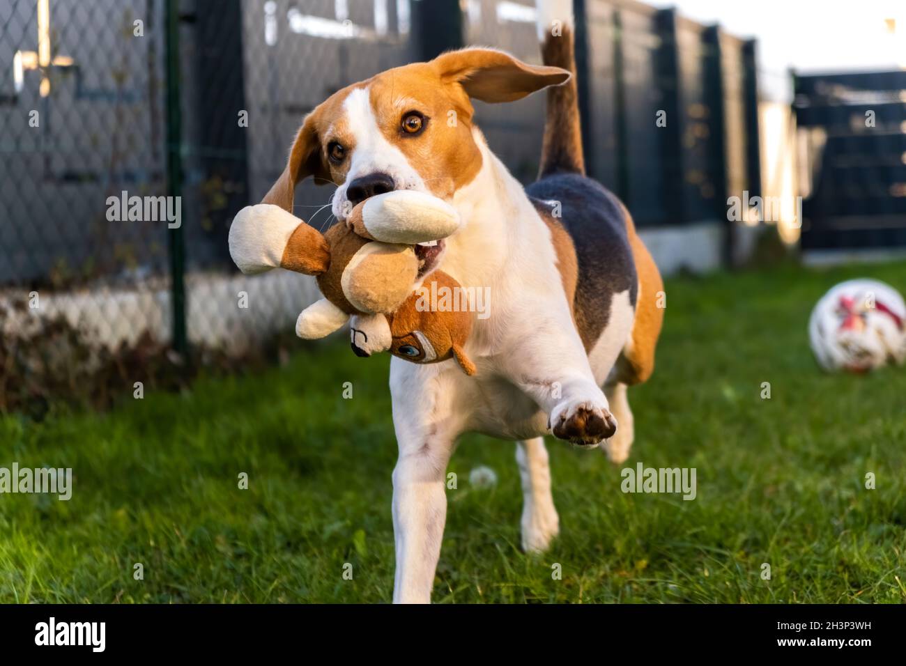 Il cane corre veloce con un peluche giocattolo in bocca verso la fotocamera. Foto Stock