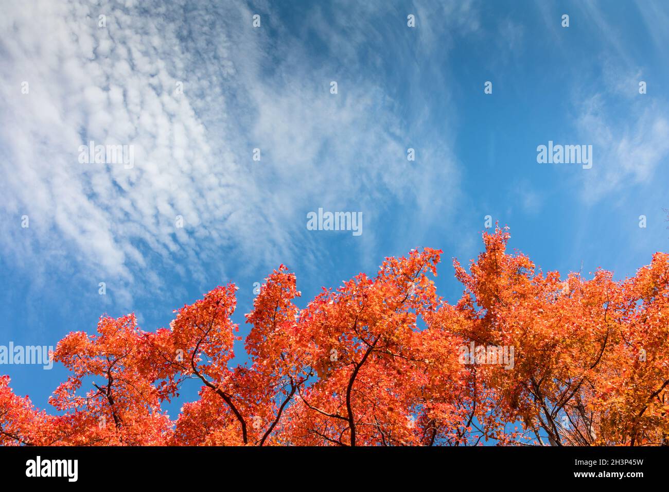 Gli alberi di acero rosso si distinguono brillantemente in un giorno d'autunno fresco contro cielo nuvoloso blu con spazio copia. Foto Stock