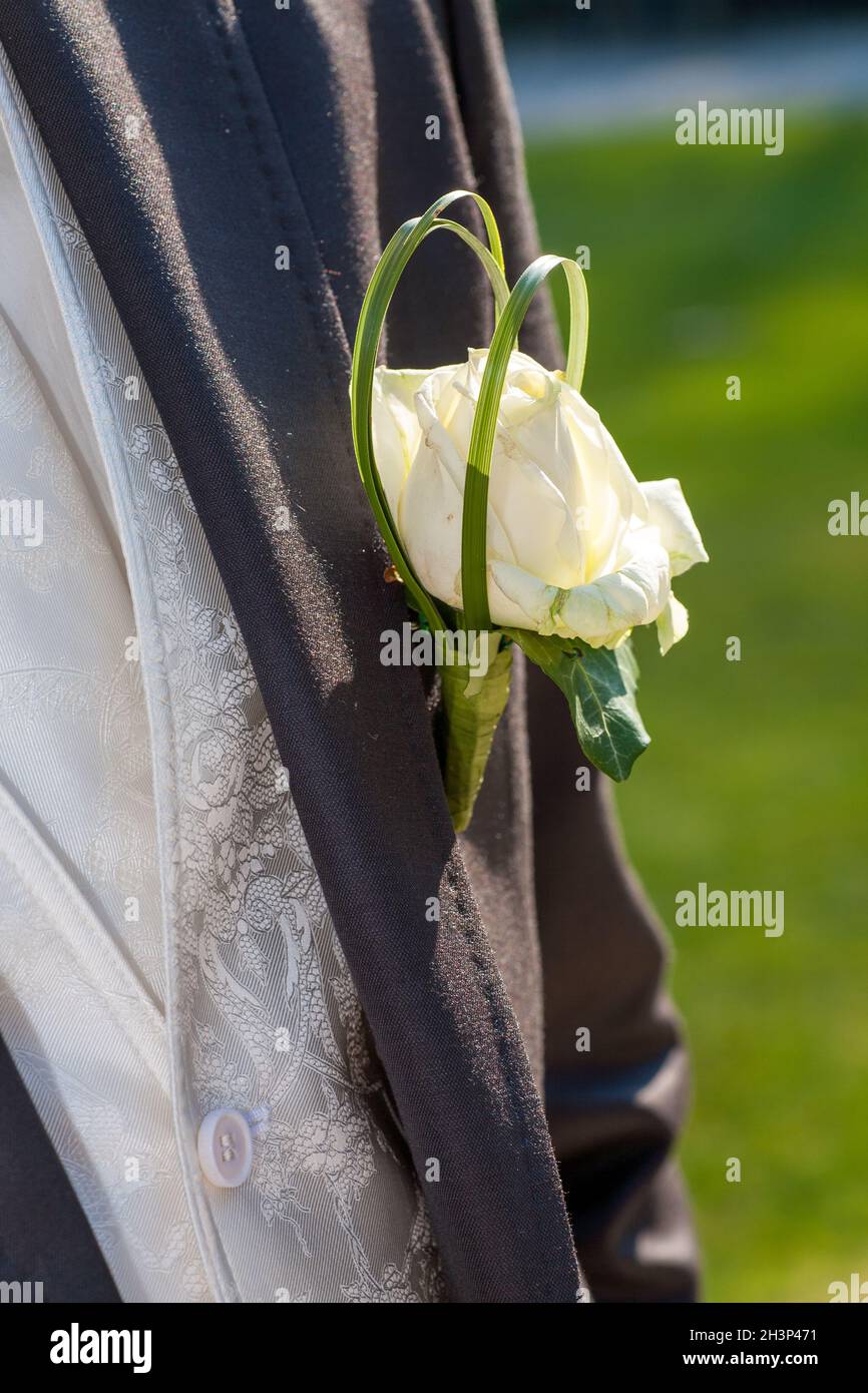 Rosa bianca in un abito da grroom Foto Stock