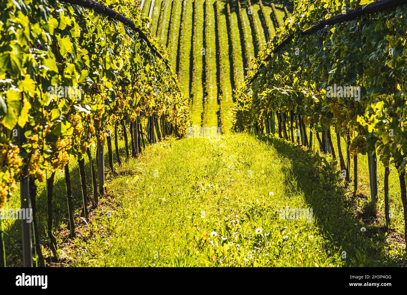 Colture di uve bianche con foglie verdi sulla vite. Frutta fresca. Tempo di raccolto all'inizio dell'autunno. Foto Stock