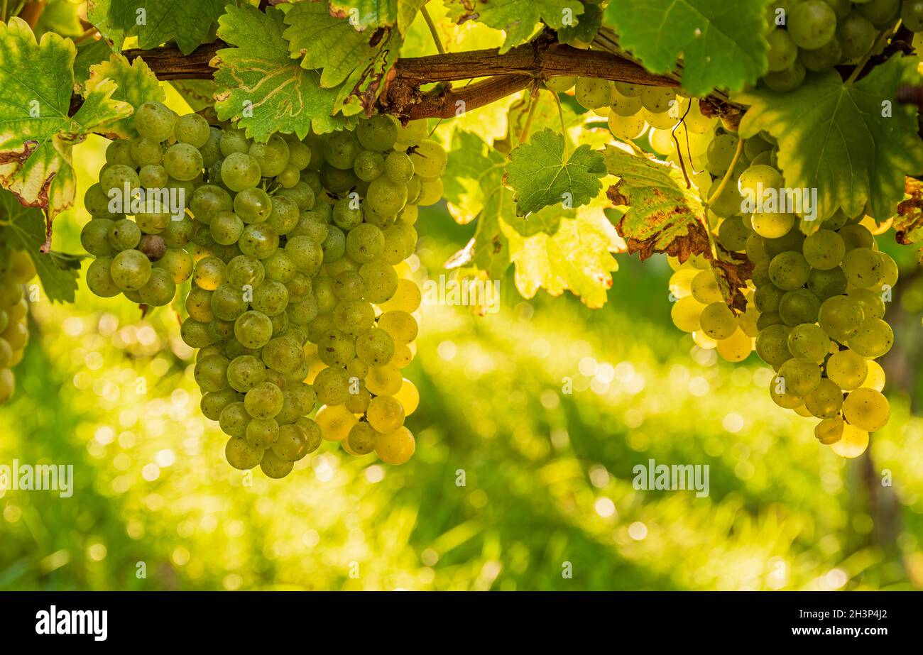 Colture di uve bianche con foglie verdi sulla vite. Frutta fresca. Tempo di raccolto all'inizio dell'autunno. Foto Stock