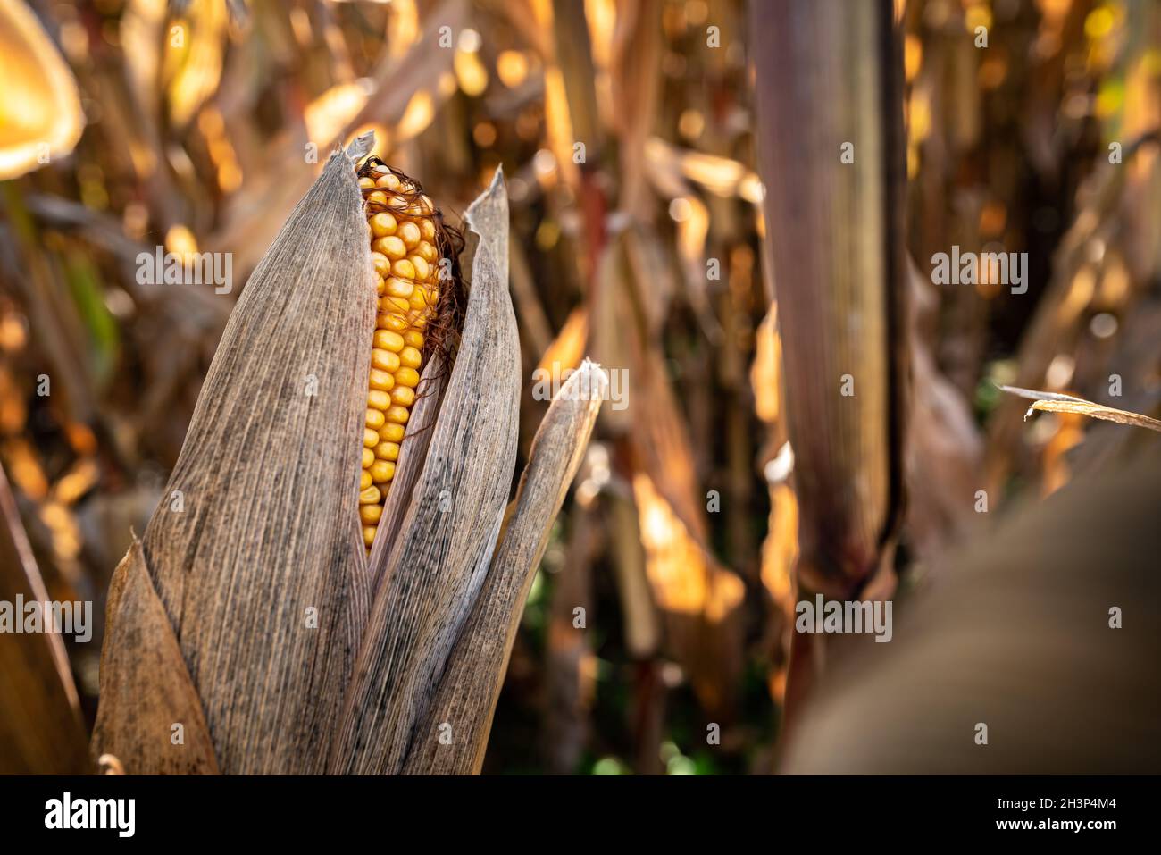 Mais giallo in campo agricolo contro il sole d'autunno Foto Stock