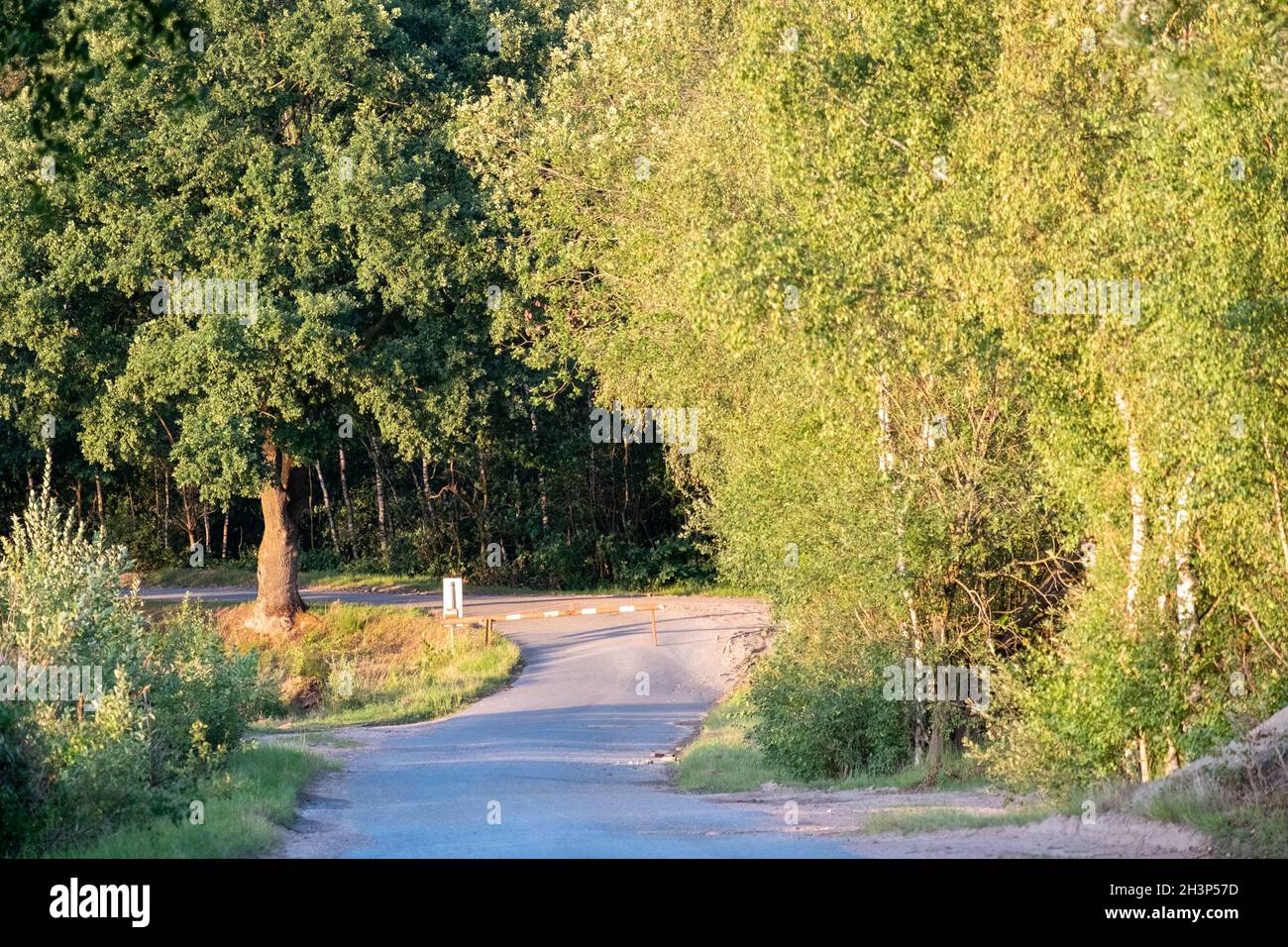 Vista naturale degli alberi e del campo in un lato villaggio Foto Stock