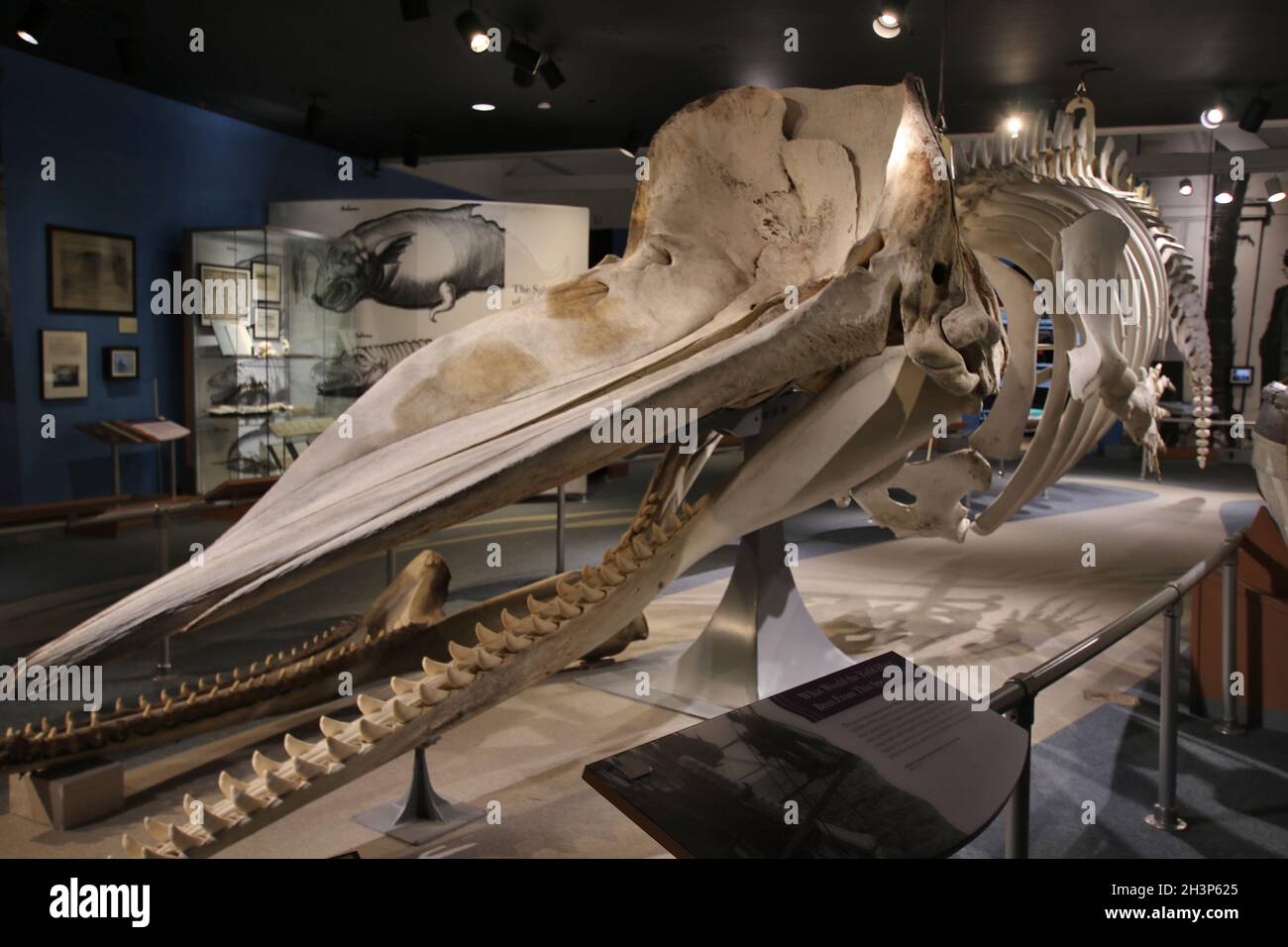 Gli scheletri di balene al New Bedford Whaling Museum, New Bedford, Massachusetts. Foto Stock