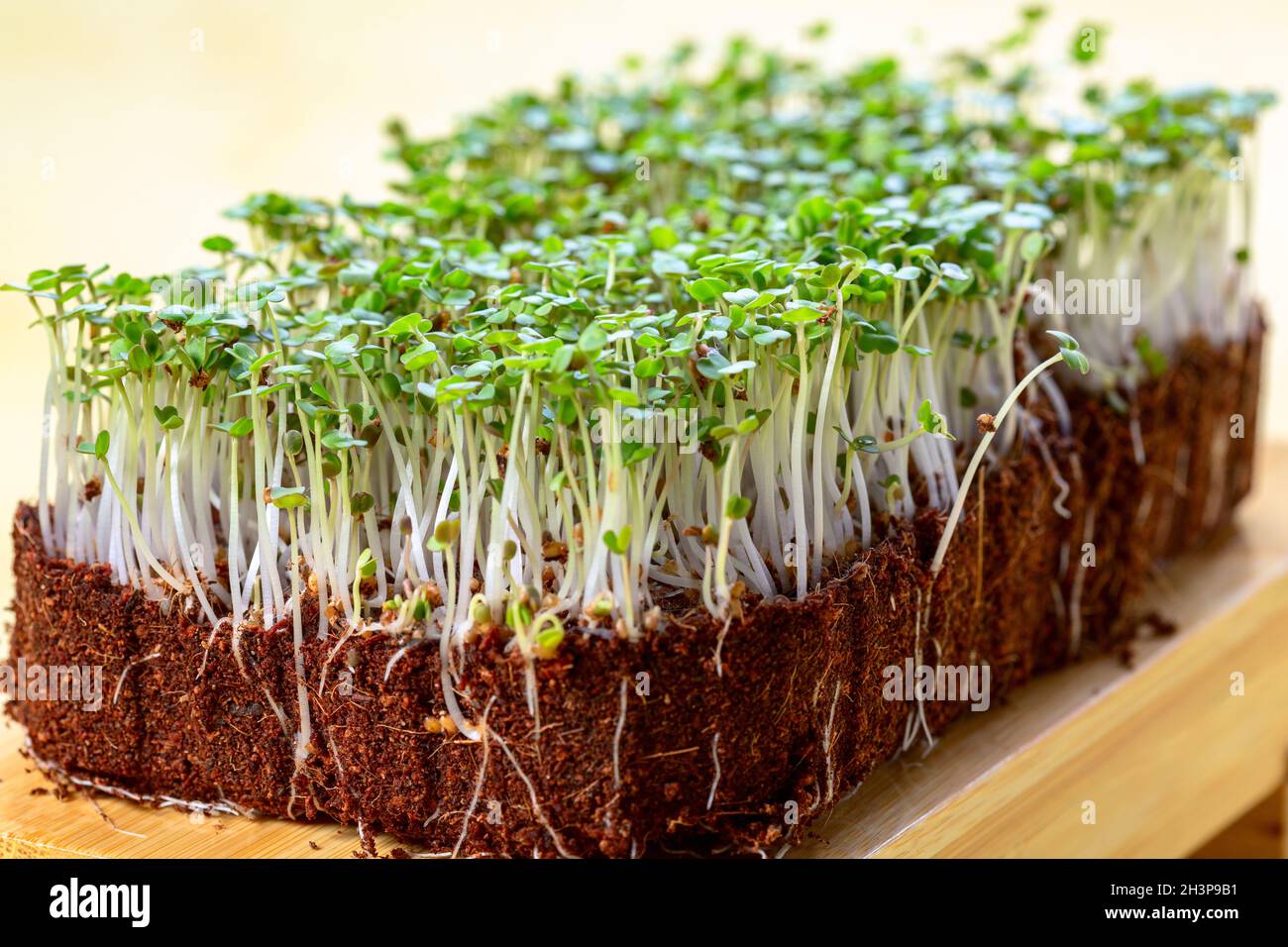 Micro verde rucola germogli in primo piano. Foto Stock