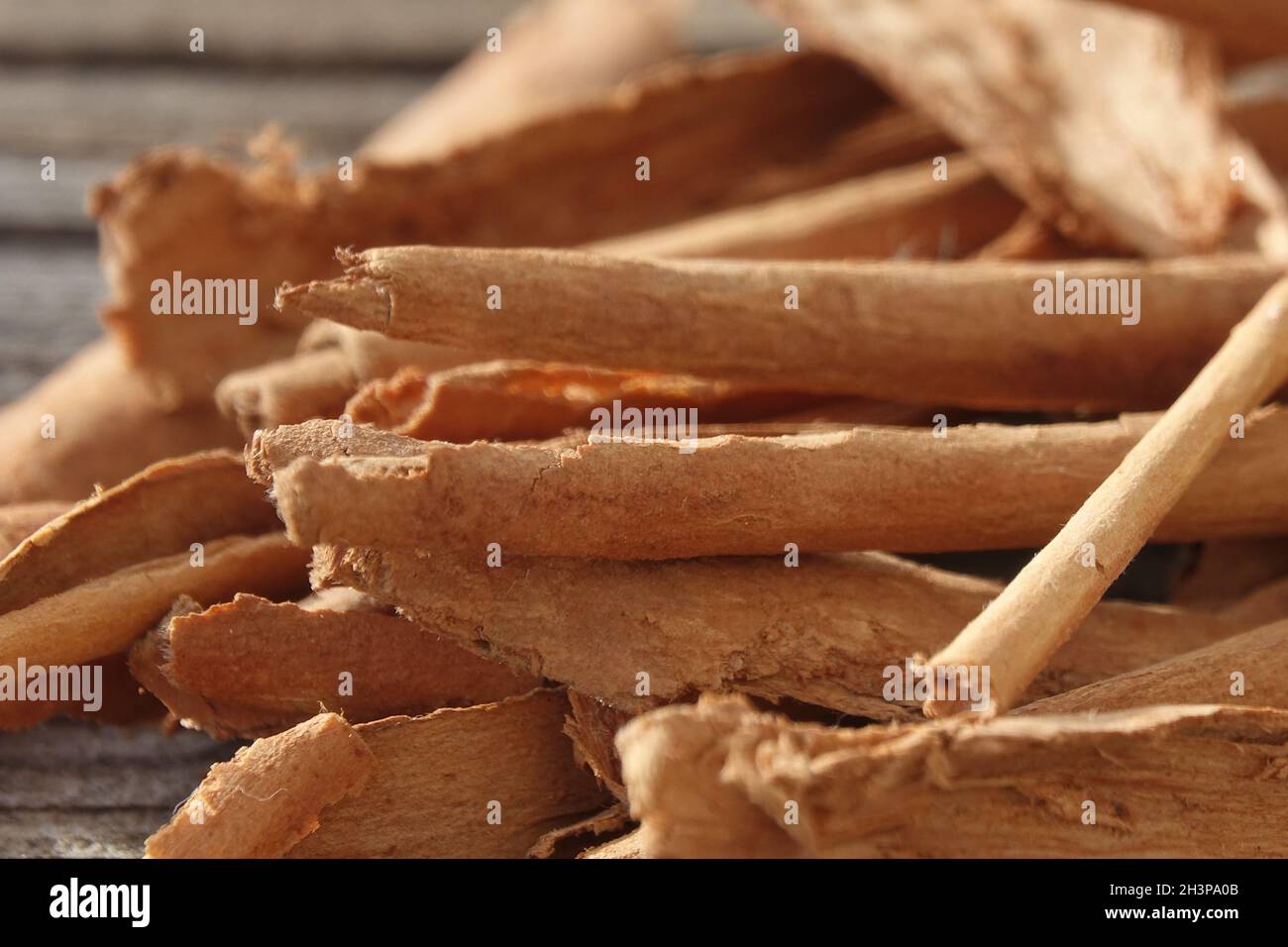 Cinnamomum verum, cannella Foto Stock