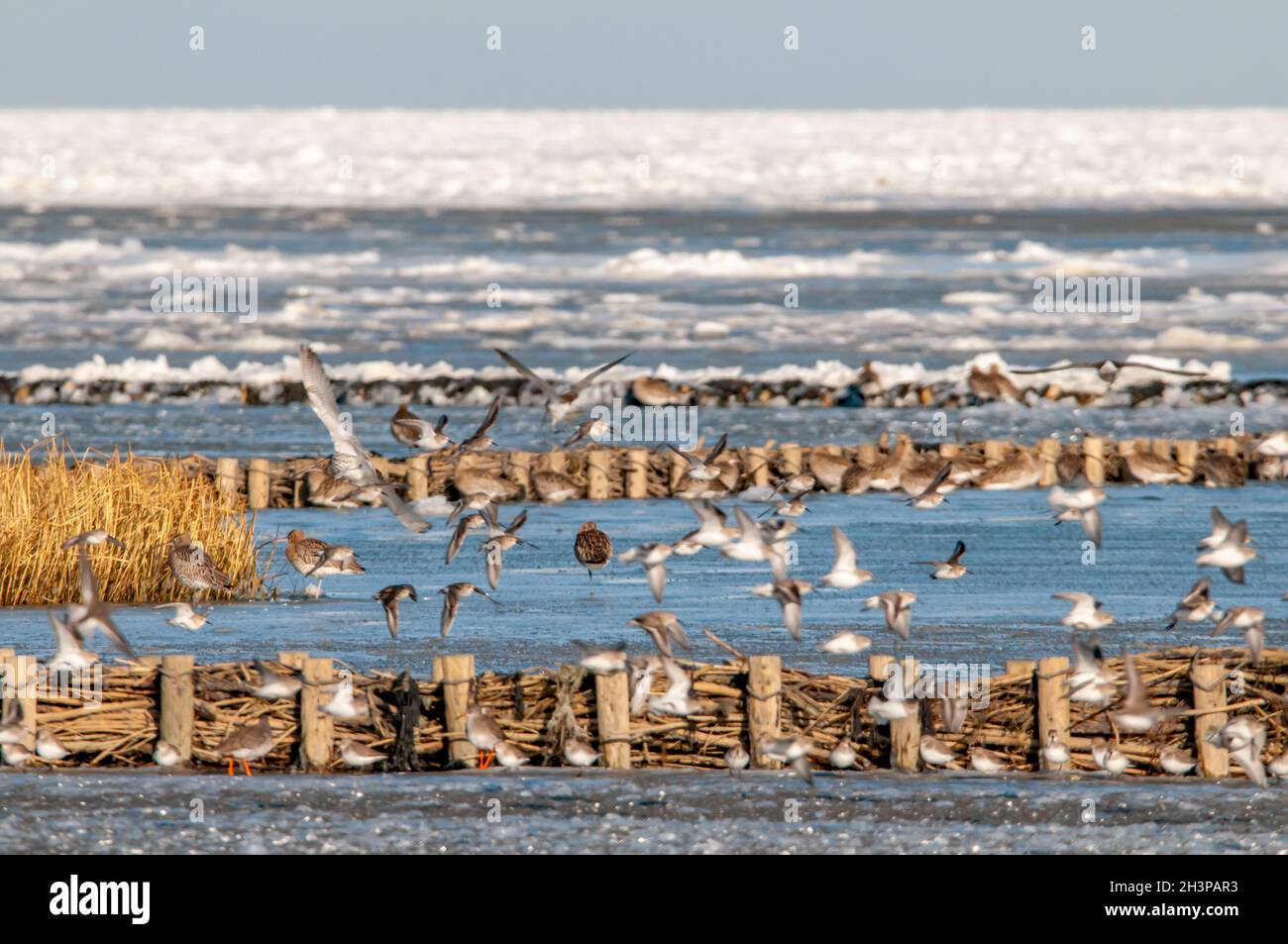 Uccelli costieri, Foto Stock