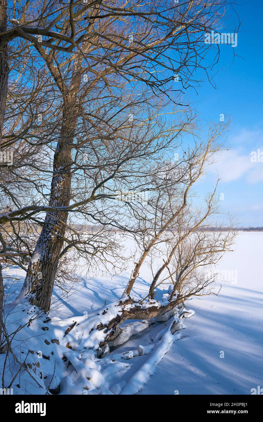 Paesaggio innevato con alberi in inverno al lago Barleber vedere vicino Magdeburg in Germania Foto Stock