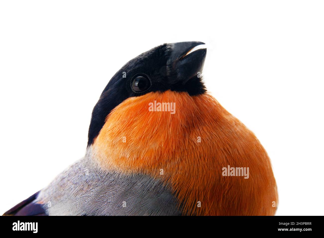 Il magnifico bullfinch rosso in primavera allevamento piumaggio Foto Stock