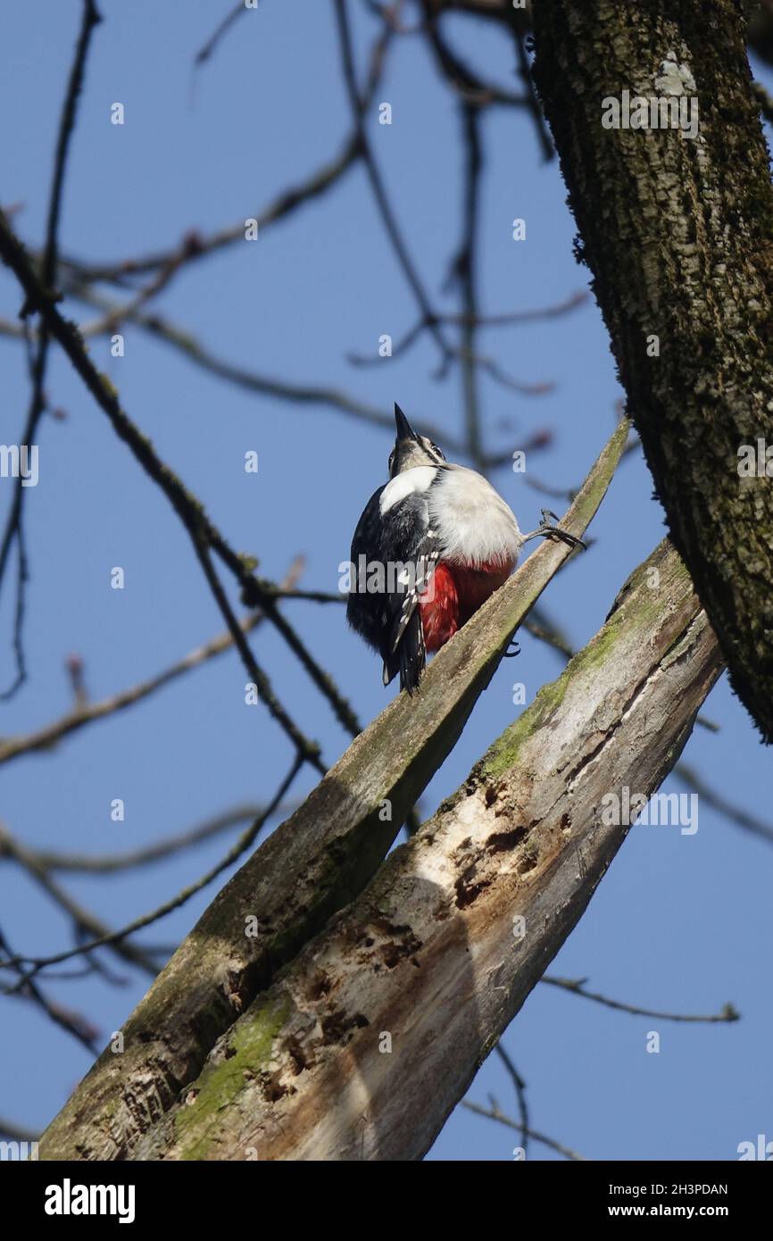 Dendrocopos Major, Grande Picchio, su legno morto Foto Stock