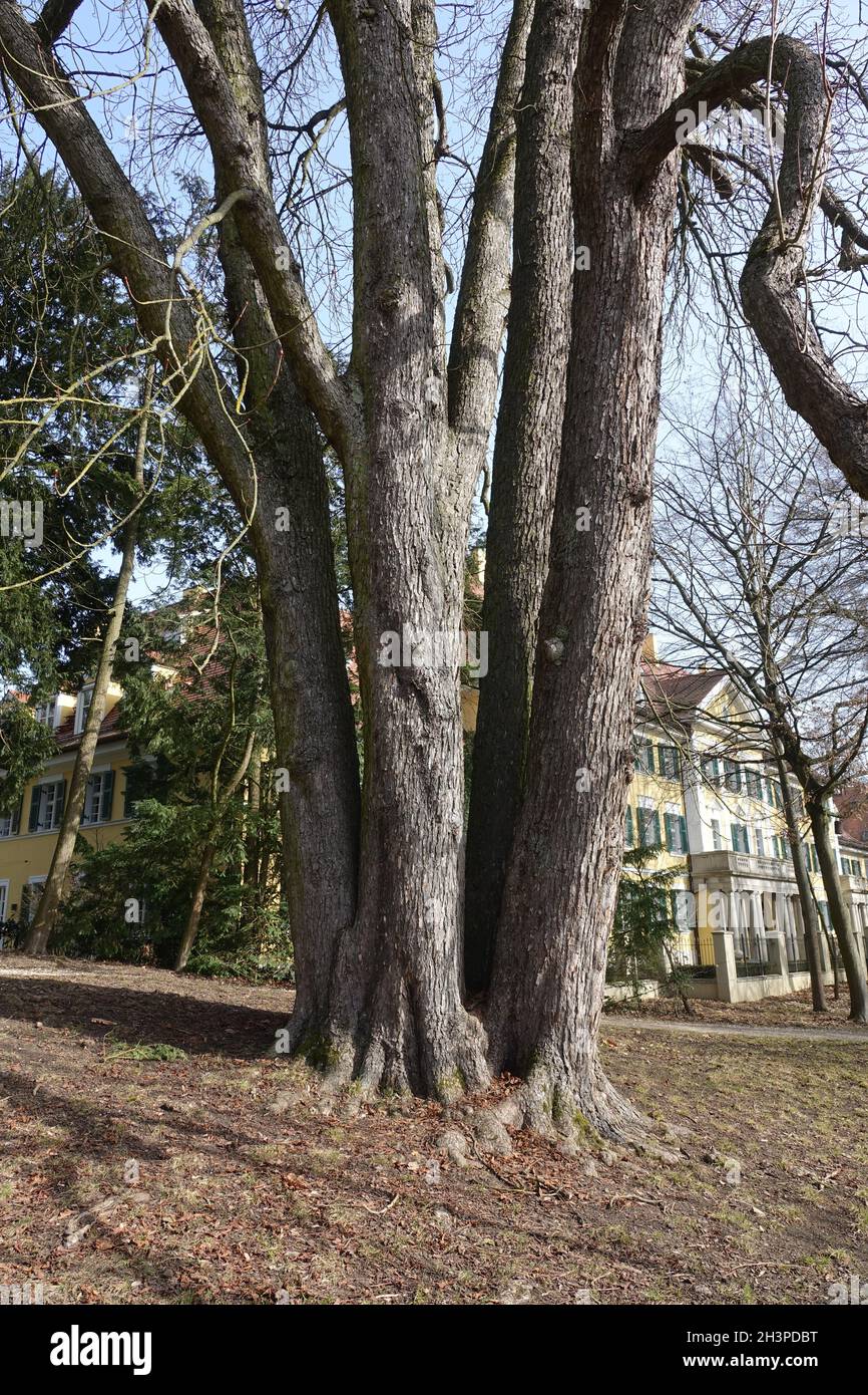 Aesculus hippocastanum, ippocastano Foto Stock