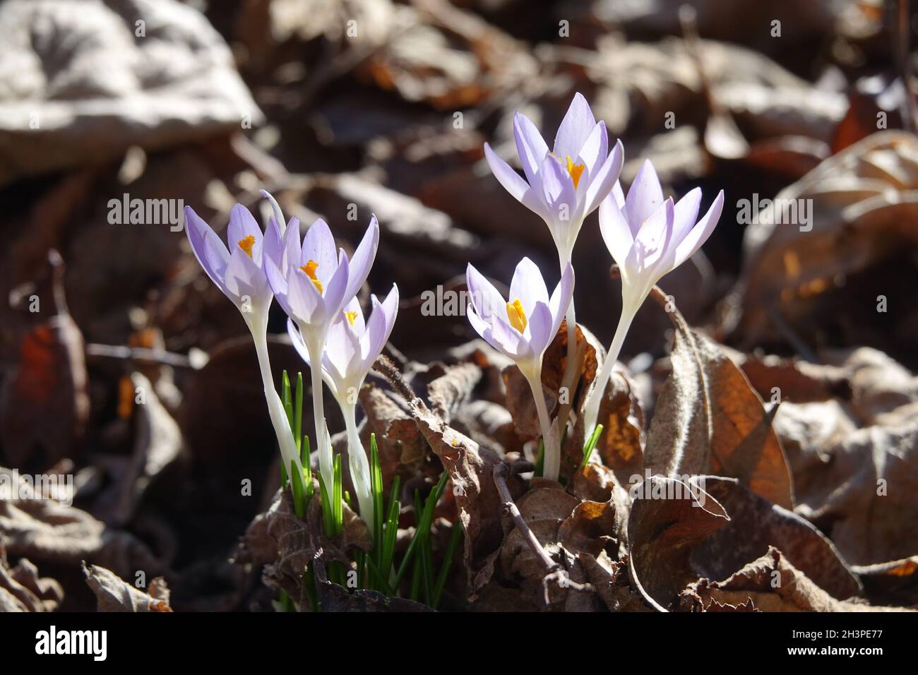 Crocus tommasinianus, crocus boschivo Foto Stock