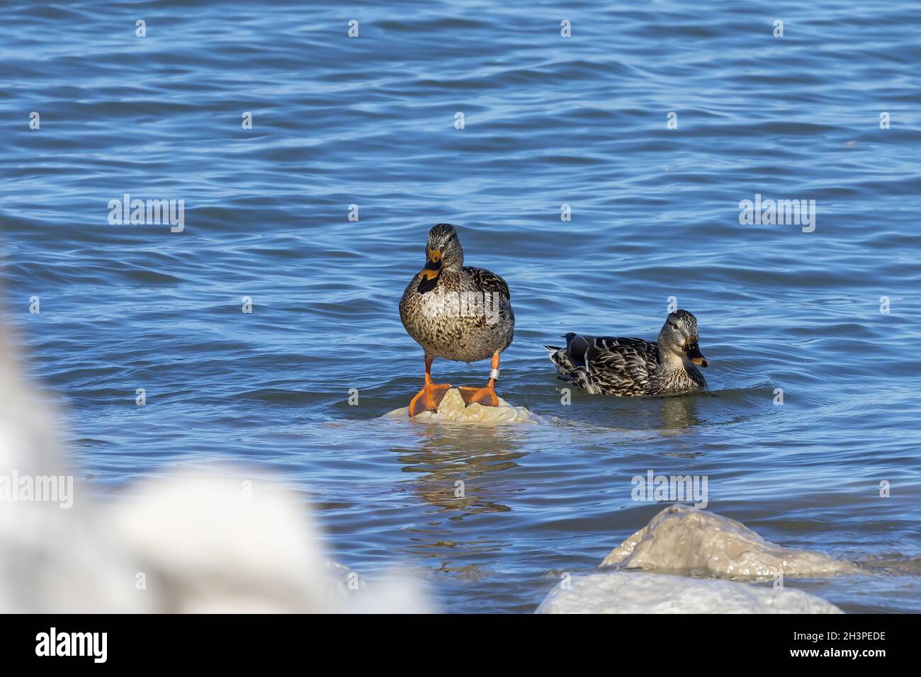 Uccello. Anatra di mallardo, gallina sul bordo del lago Michigan Foto Stock