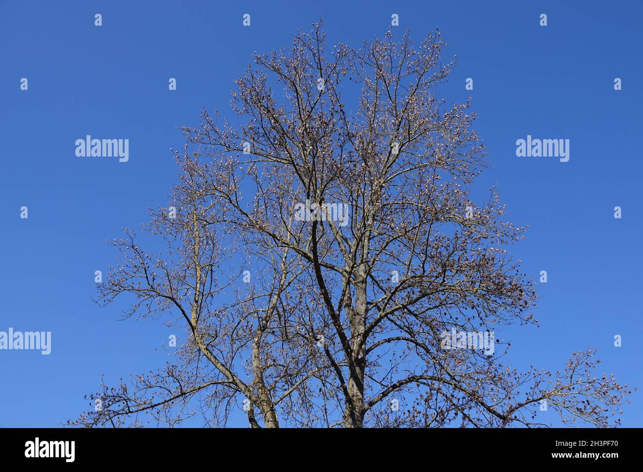 Tiriodendron tulipifera, tulipano, semi Foto Stock