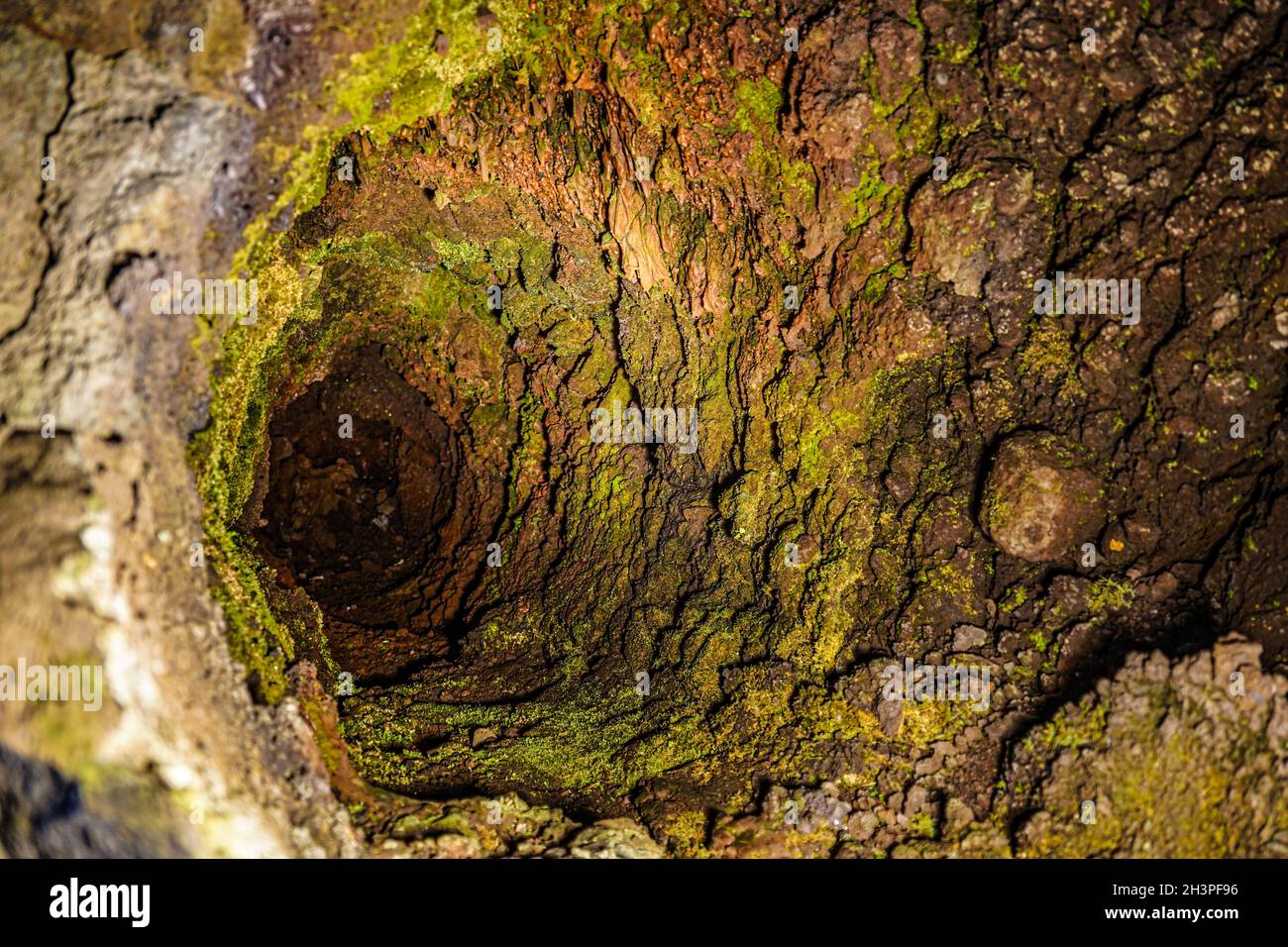 Ricerca grotta tipo albero di lava Foto Stock
