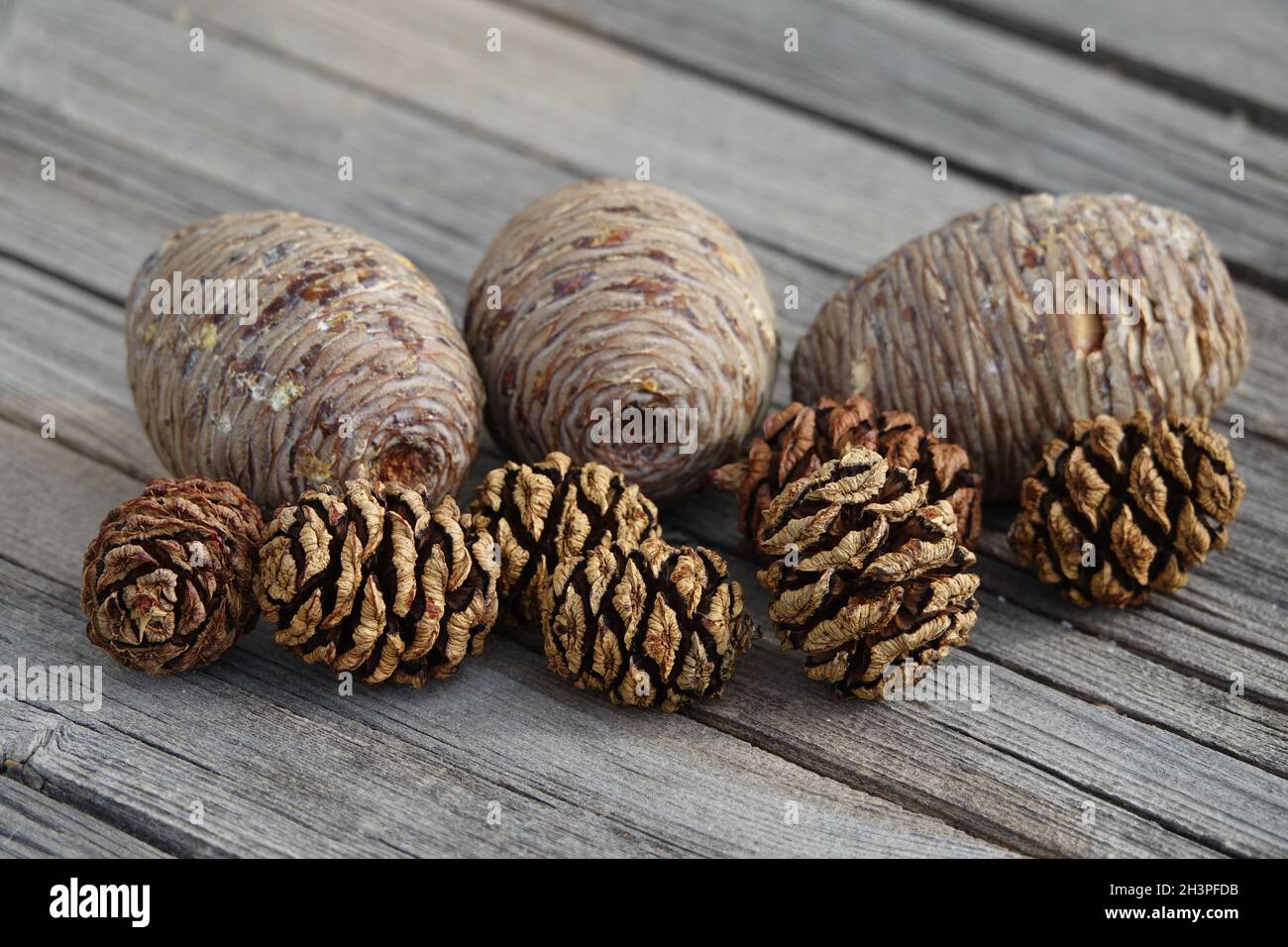 Cedrus atlantica, atlas cedar, Sequoiadendron giganteum, Redwood, c Foto Stock