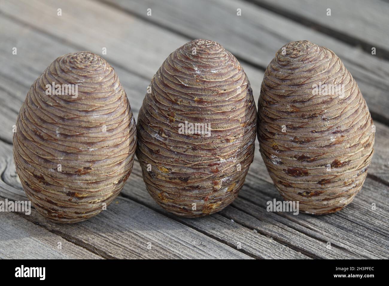 Cedrus atlantica, cedro atlante, coni Foto Stock