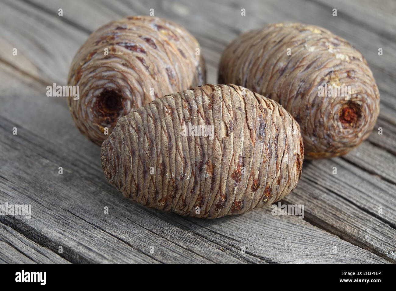 Cedrus atlantica, cedro atlante, coni Foto Stock