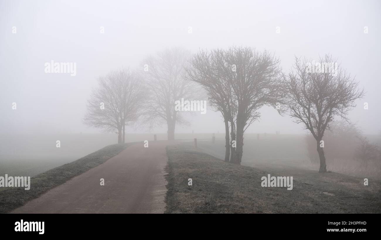 Nebbia paesaggio con alberi sulla strada di un villaggio street in Germania in inverno Foto Stock