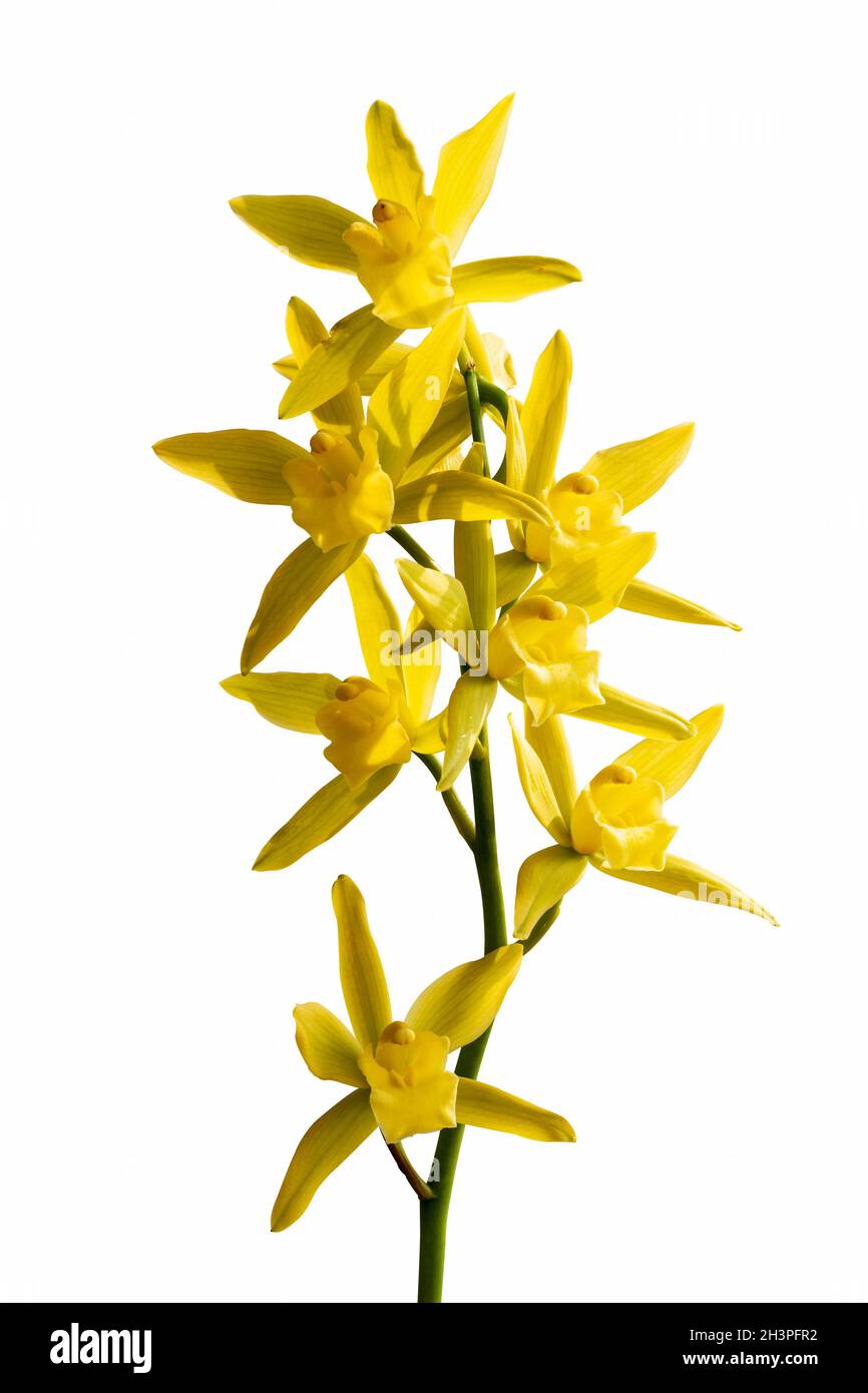 Orchid fiore isolato Foto Stock