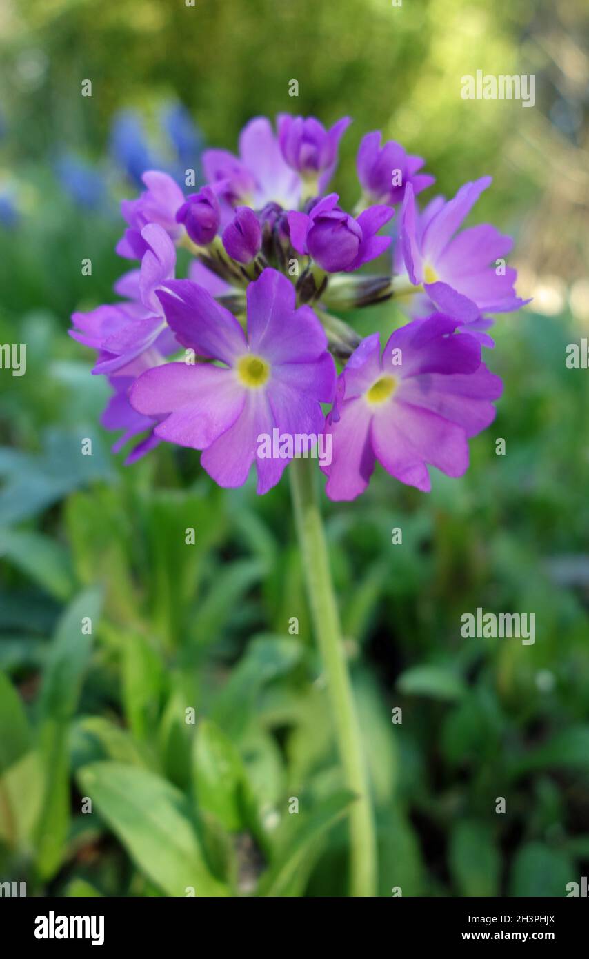 Primula denticulata Foto Stock