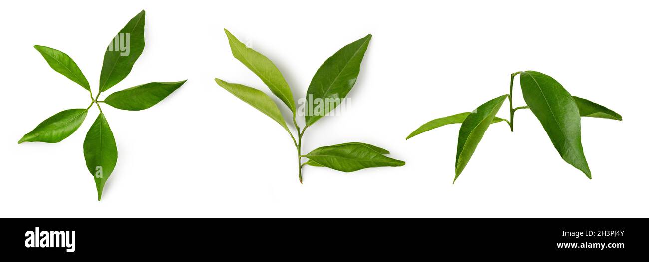 Foglia di mandarino isolato su sfondo bianco Foto Stock