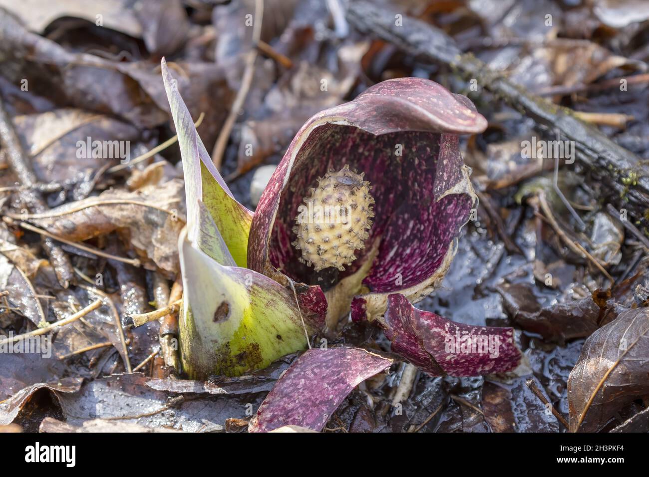 Cavolo Skunk (Symplocarpus foetidus) Foto Stock