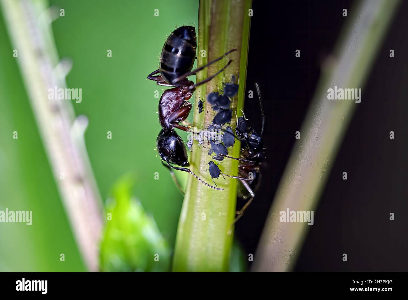 Formiche di ross marrone-nero ( Camponotus ligniperda ). Foto Stock