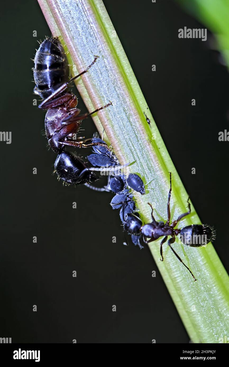 Formiche di ross marrone-nero ( Camponotus ligniperda ). Foto Stock