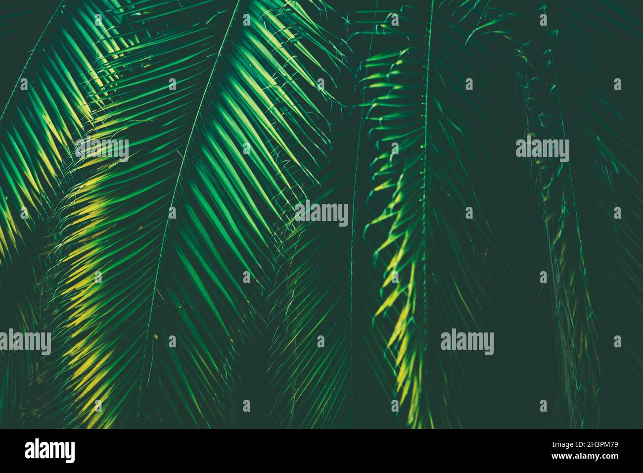 La palma tropicale lascia la natura sfondo. Primo piano delle lamelle. Grado di colore bluastro. Foto Stock