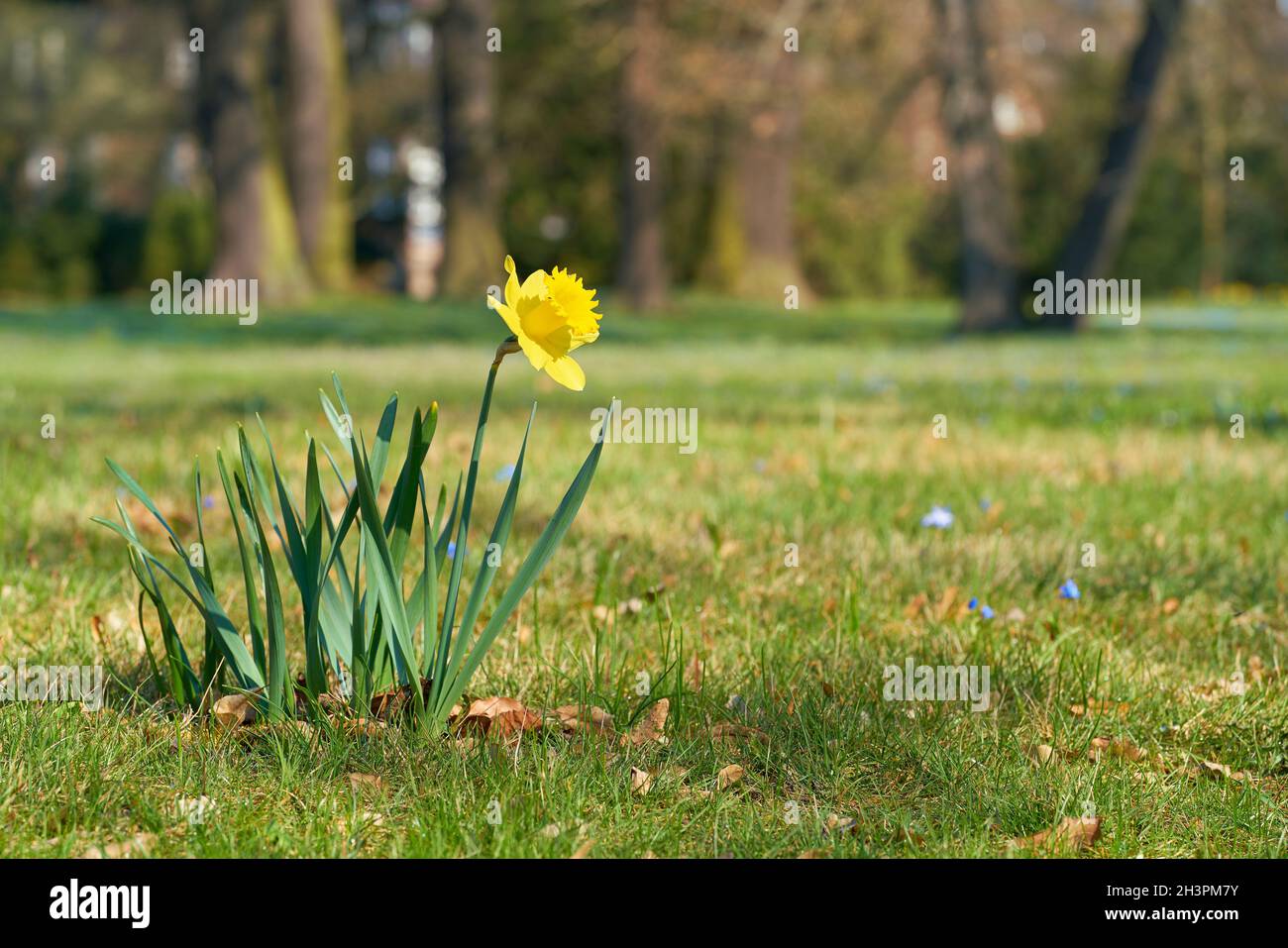 Daffodil (Narcissus pseudonarcissus) Su un prato nel parco di Herrenkrugpark vicino a Magdeburg nel molla Foto Stock