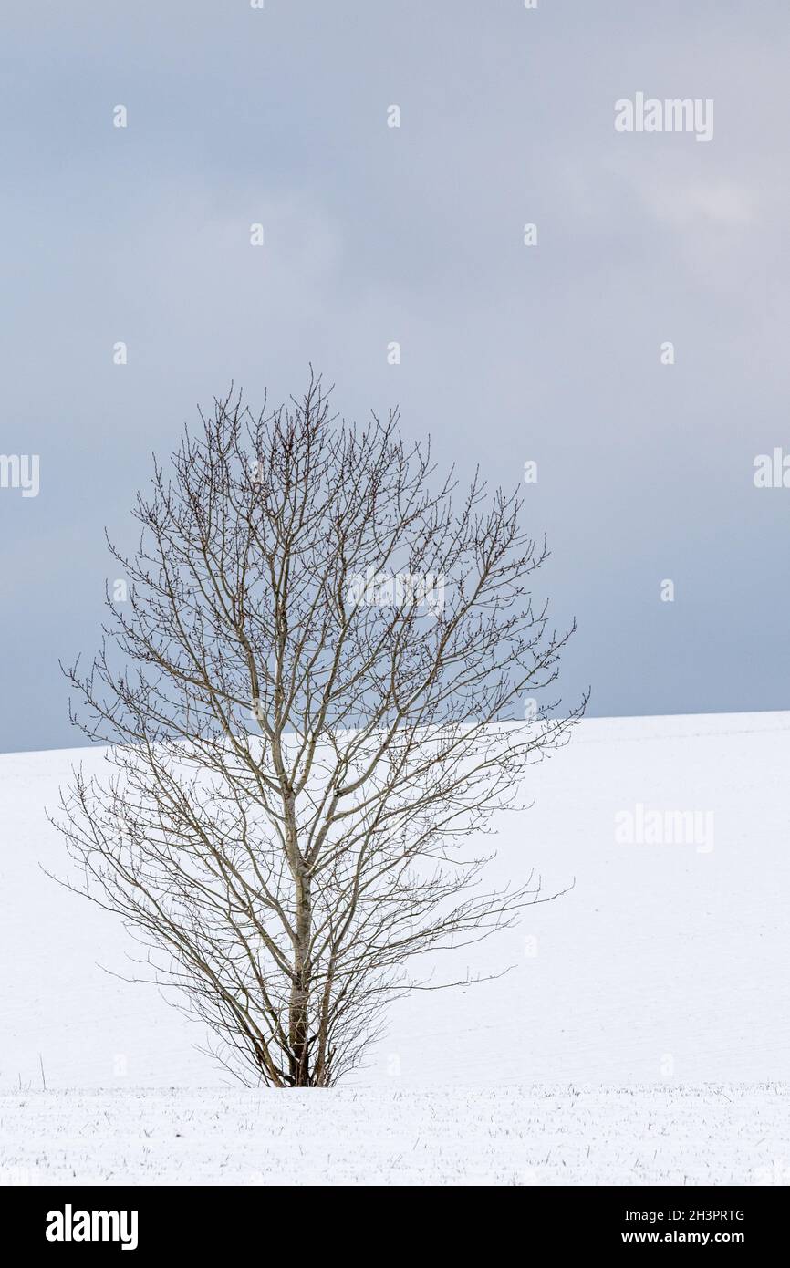 Paesaggio nelle montagne Harz singolo alberi in piedi Foto Stock