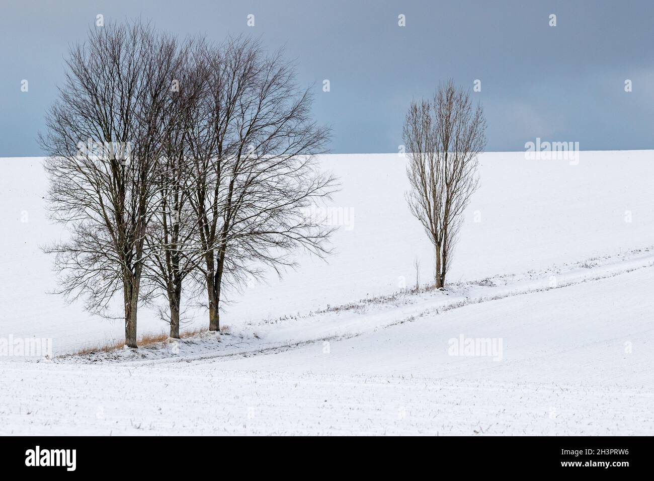 Paesaggio nelle montagne Harz singolo alberi in piedi Foto Stock