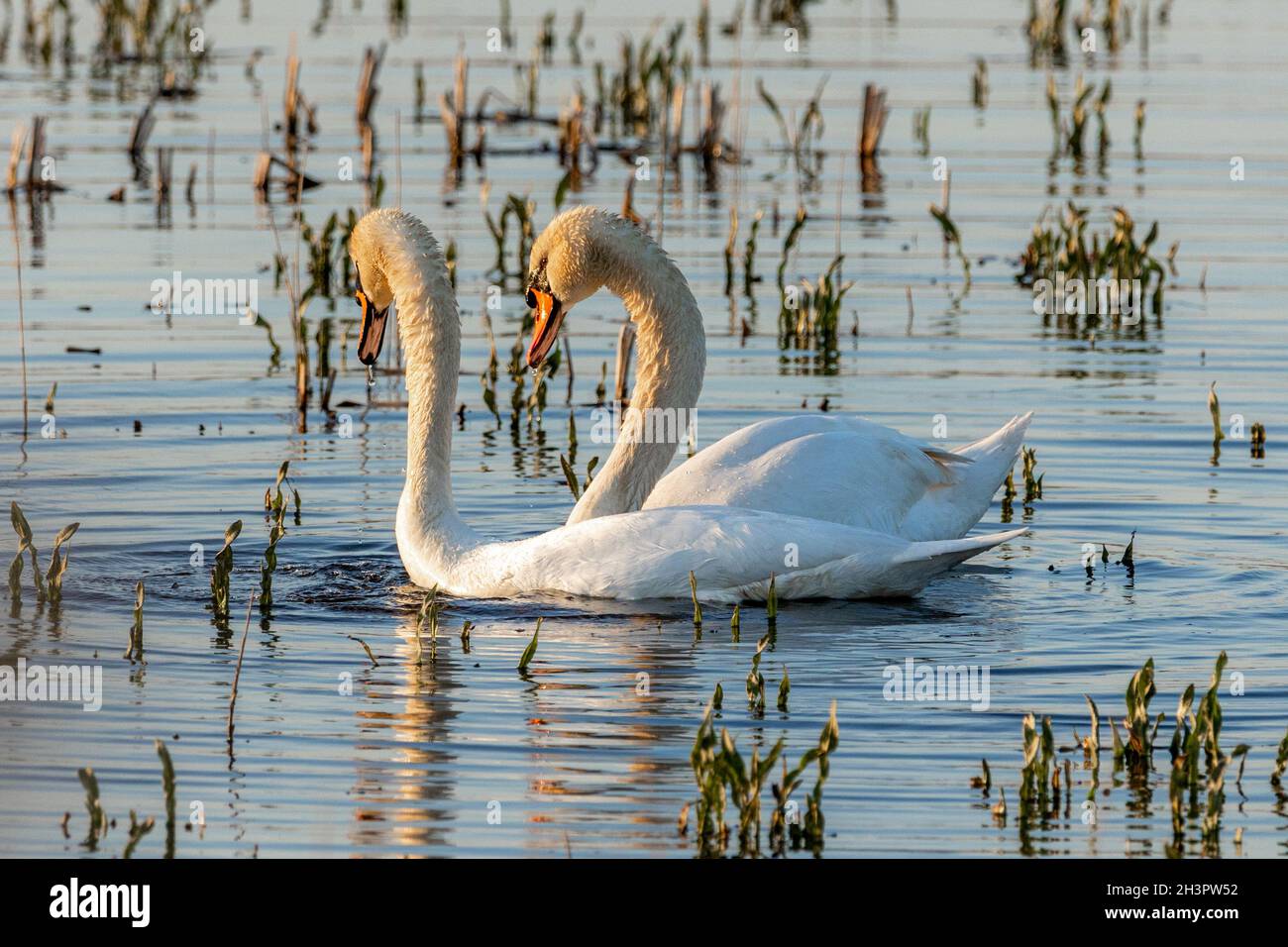 Birdwatching stand Frose Cha Swans Foto Stock