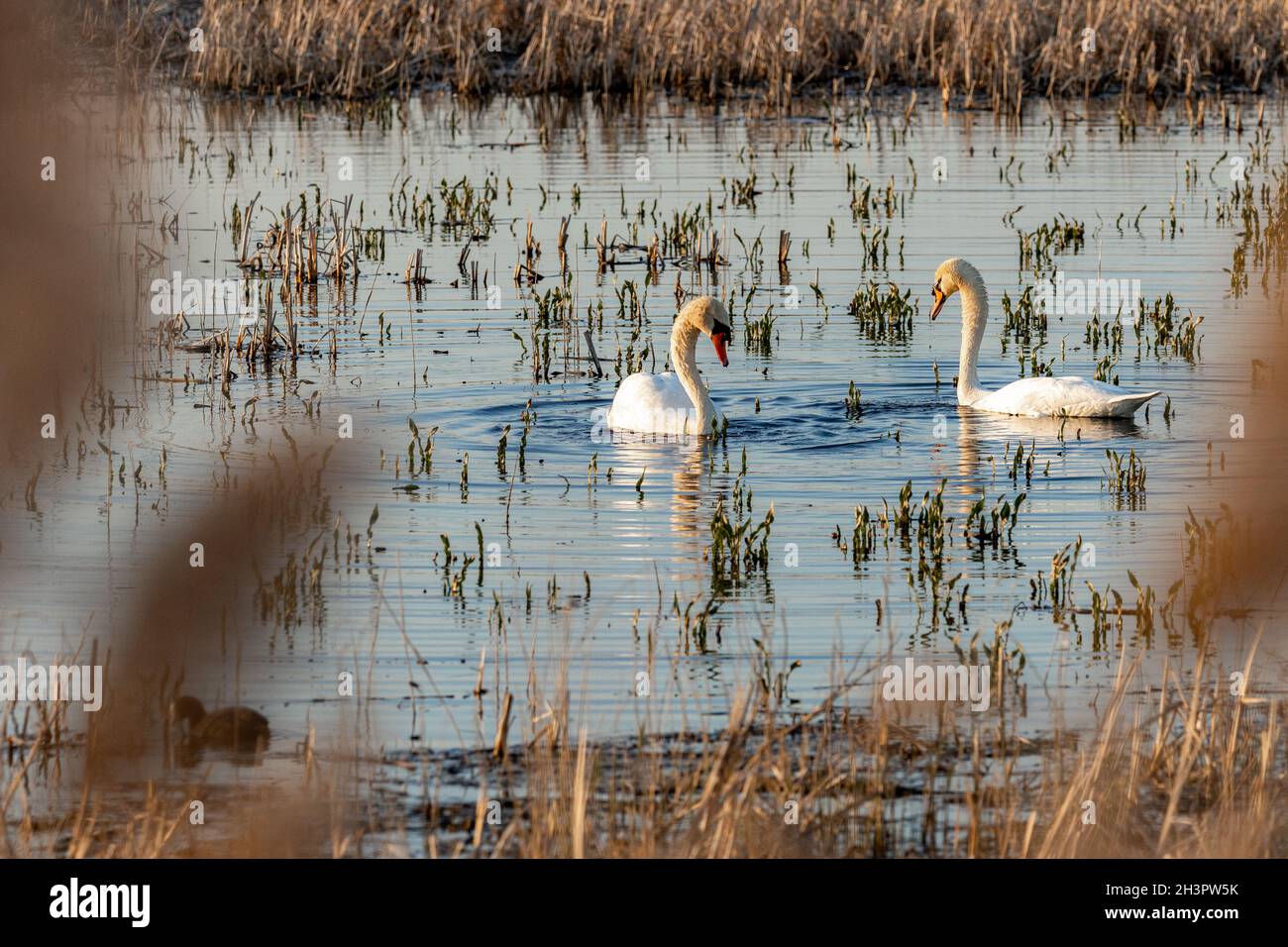 Birdwatching stand Frose Cha Swans Foto Stock