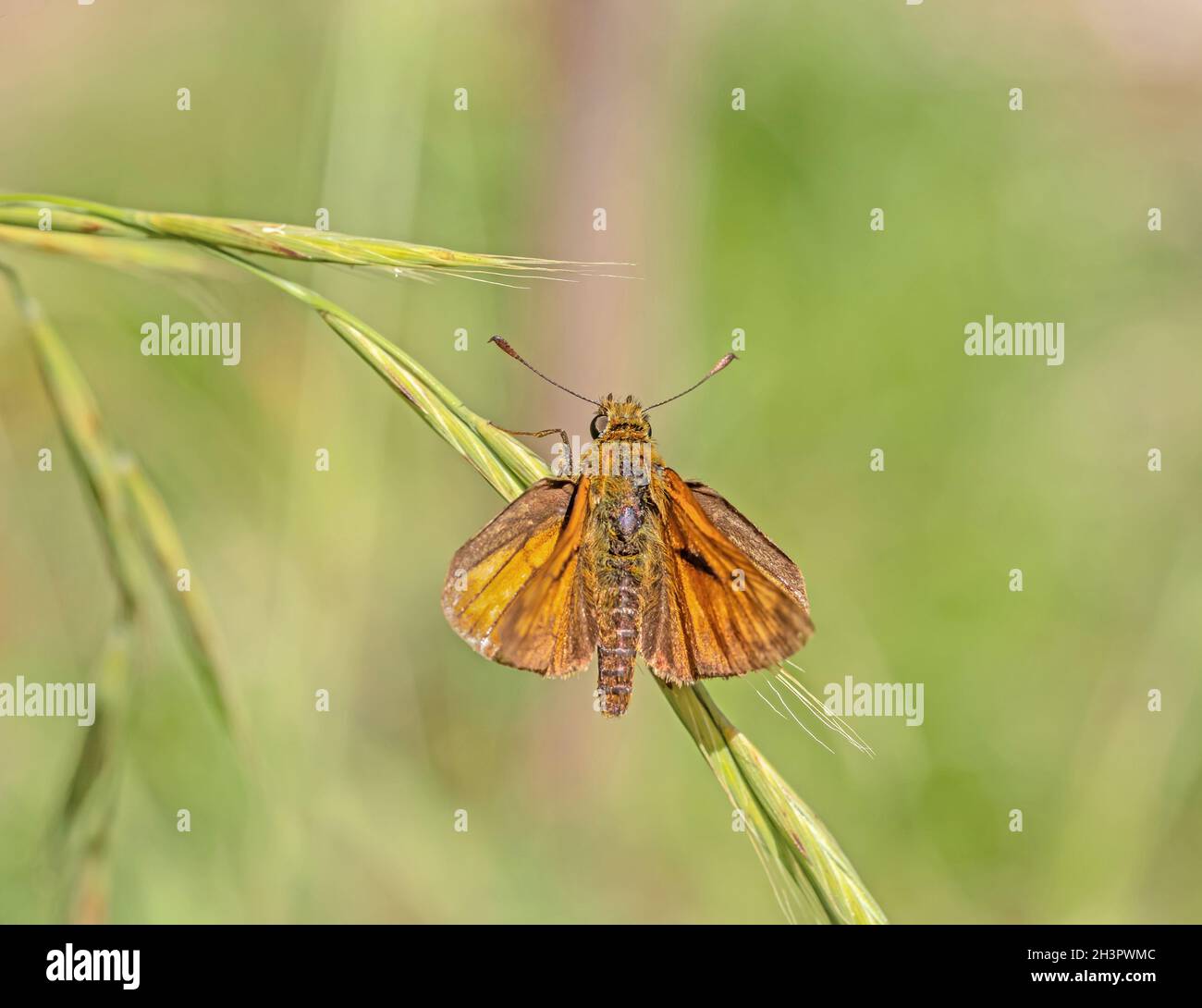 Skipper grande 'Ochlodes sylvanus' Foto Stock