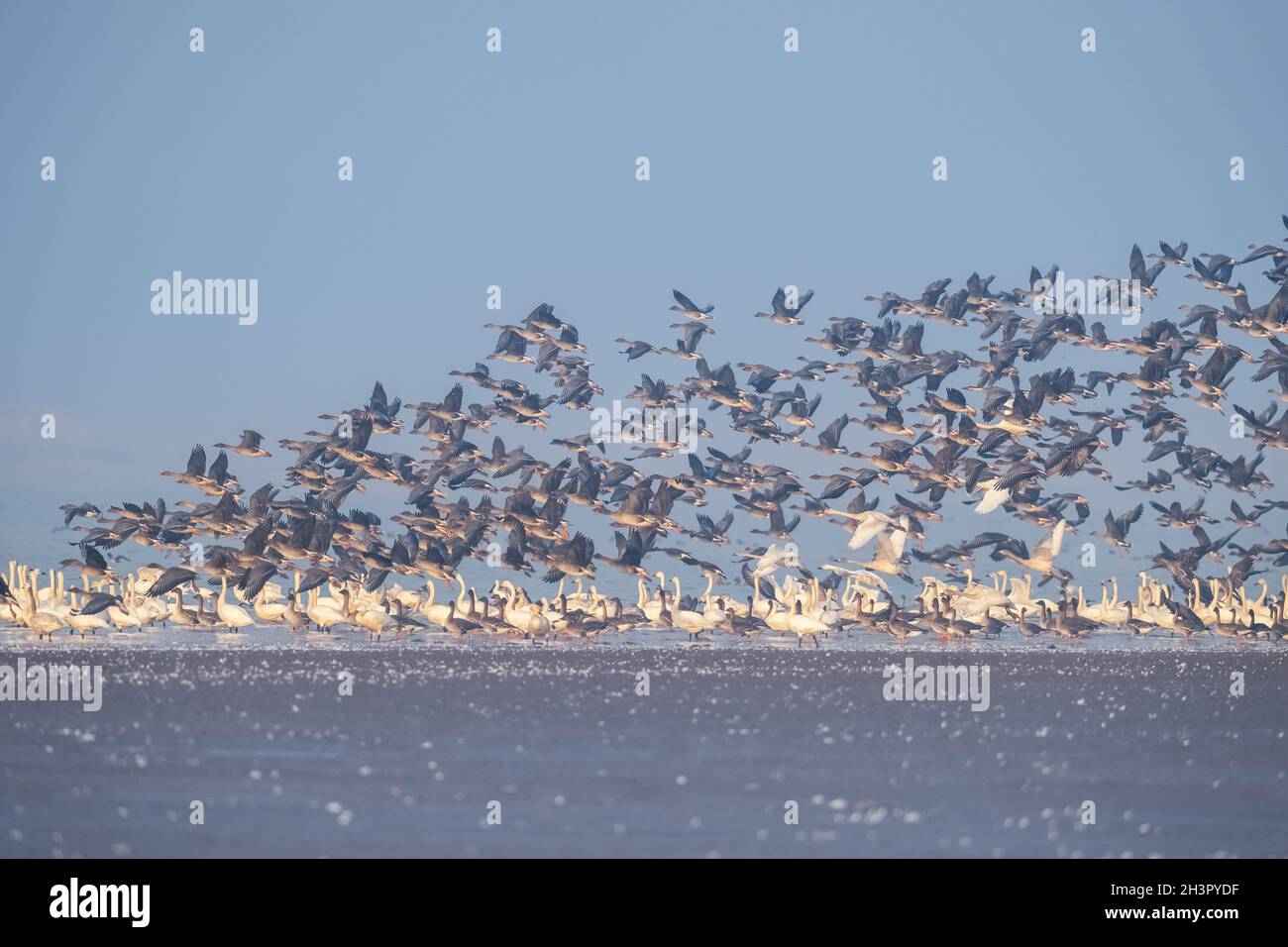 Paesaggio invernale migratorio degli uccelli Foto Stock