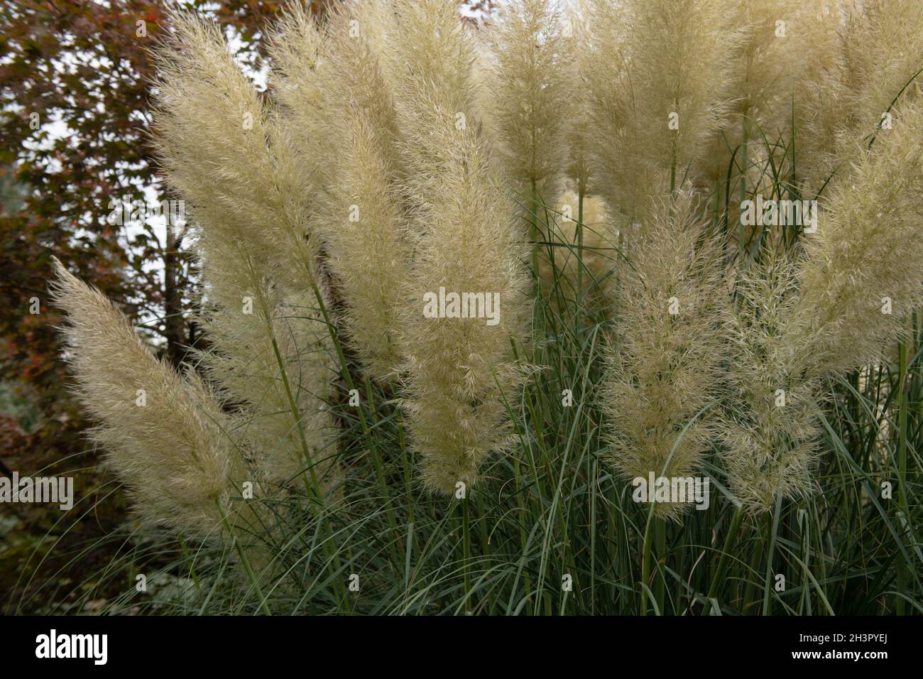 Primo piano d'autunno Fiore Feathery Cream teste su una pianta di erba di Pampas (Cortaderia selloana) che cresce in un confine erbaceo in un Giardino Cottage Foto Stock