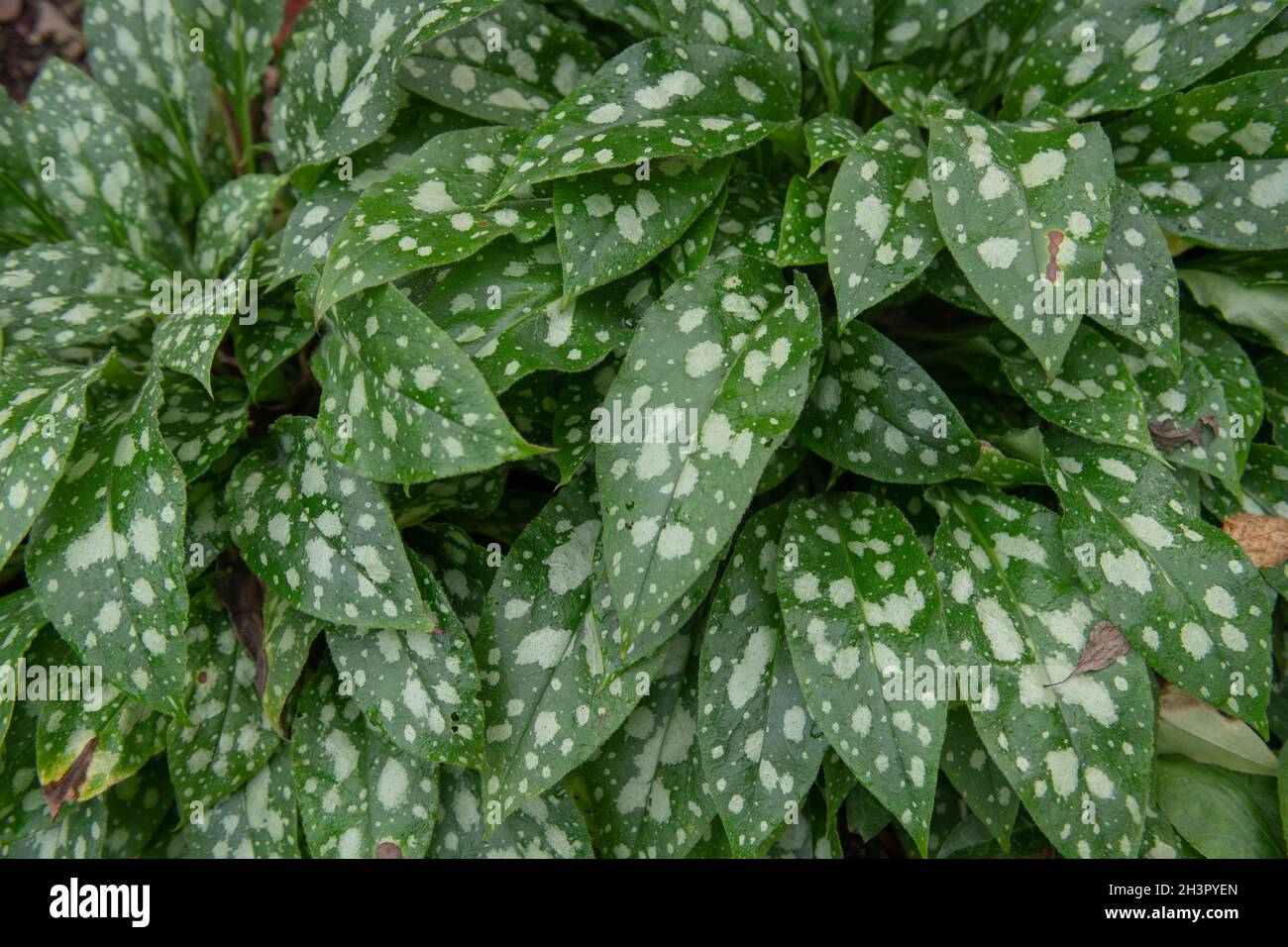 Sfondo o tessitura delle foglie di autunno verde e bianco chiazzate su una pianta di Lungwort (Pulmonaria 'Strips on the Barbie') che cresce in un giardino Foto Stock