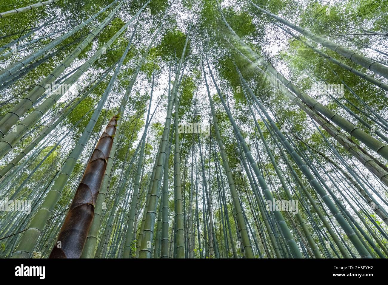Foresta di bambù in primavera Foto Stock