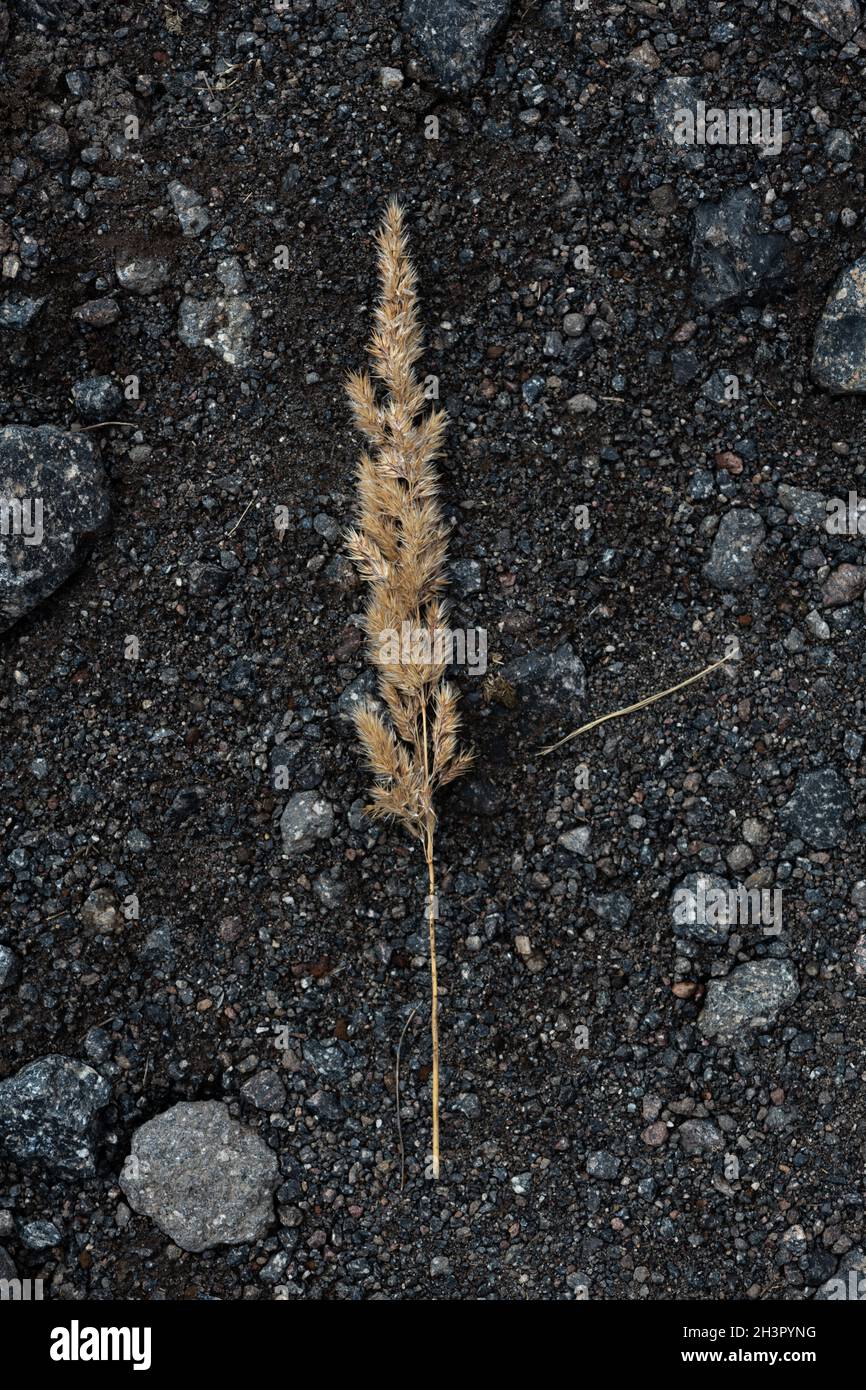 Foto di un orecchio sulla terra nera Foto Stock