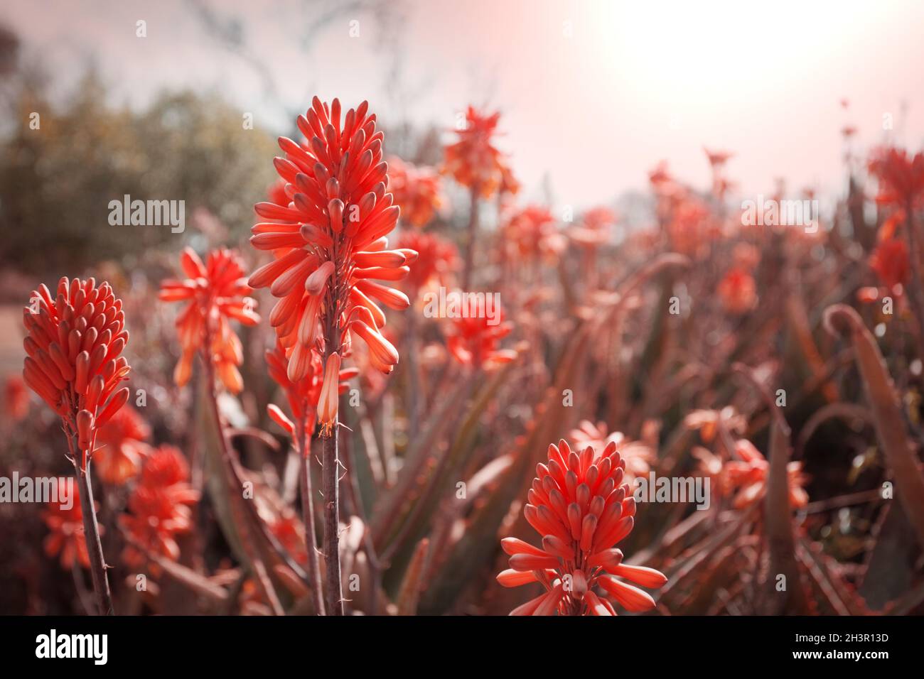 Fiore di Aloe Foto Stock